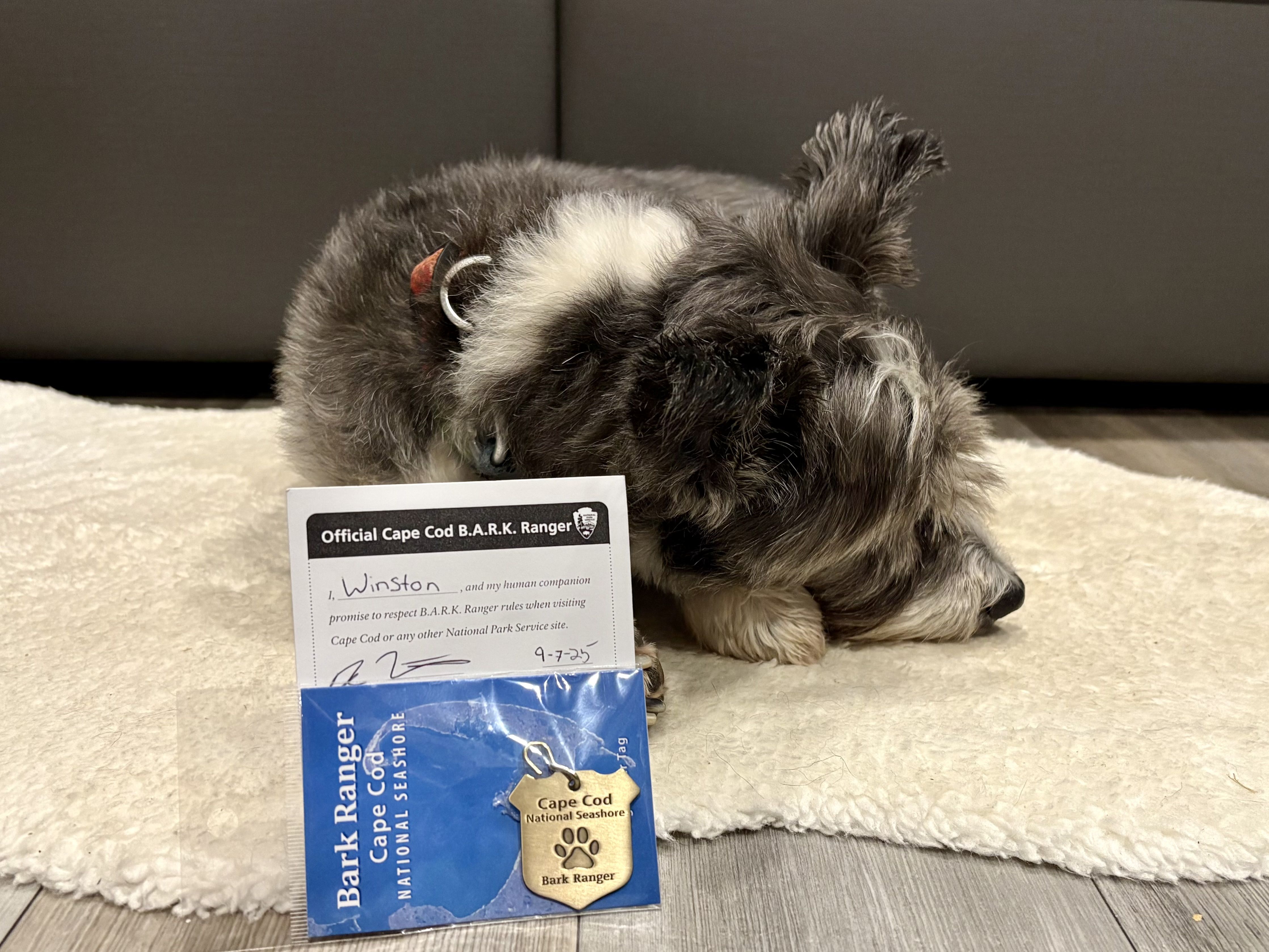 Gray and white dog with a red collar lying on a cream rug next to a Cape Cod Bark Ranger certificate and a paw-print dog tag in packaging.