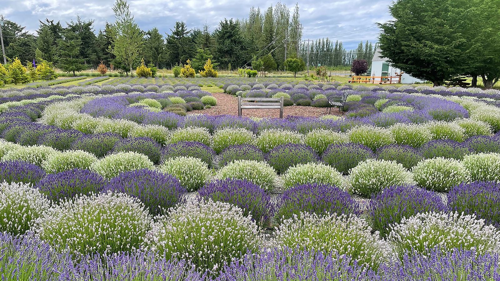 Lavender farms in Sequim, Washington get national attention. Axios