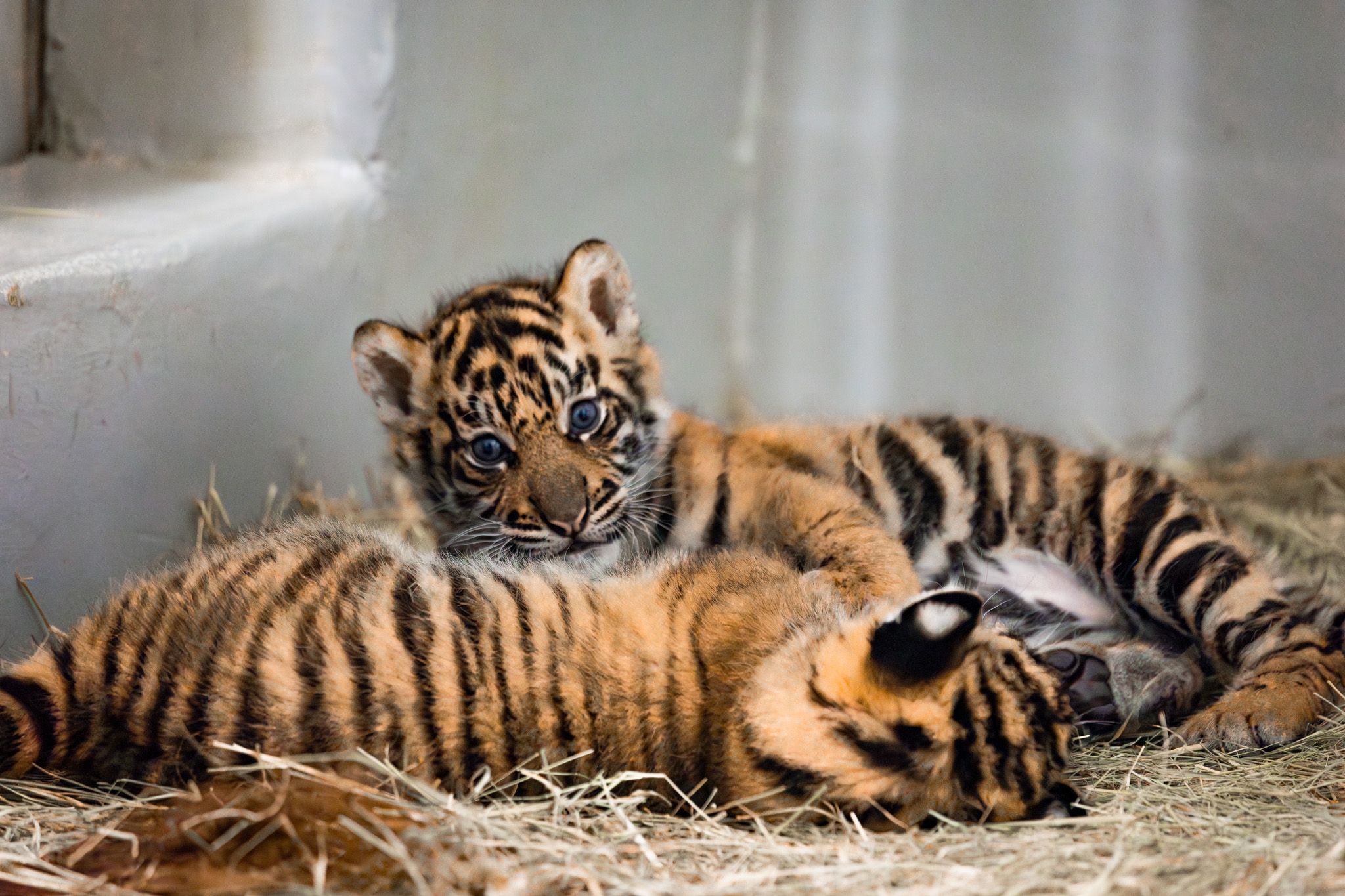 Help name the Dallas Zoo's tiger cub - Axios Dallas