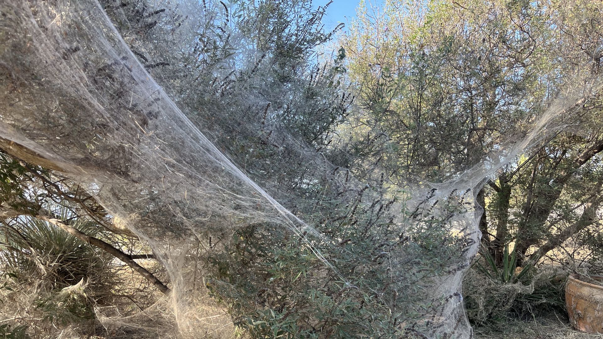 Dense spider webs covering green shrubs and trees in an outdoor area with dry grass and a clear blue sky in the background.