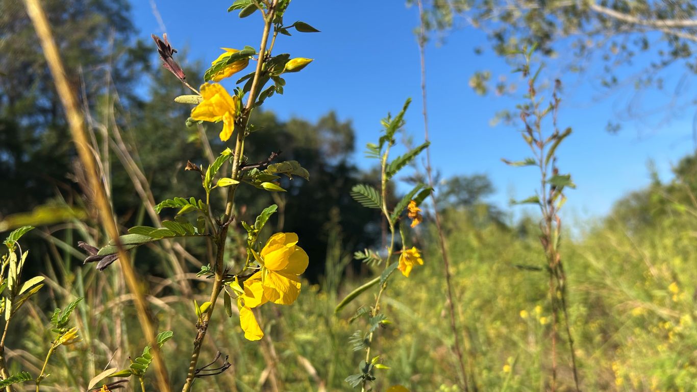 Summer wildflower watch in North Texas