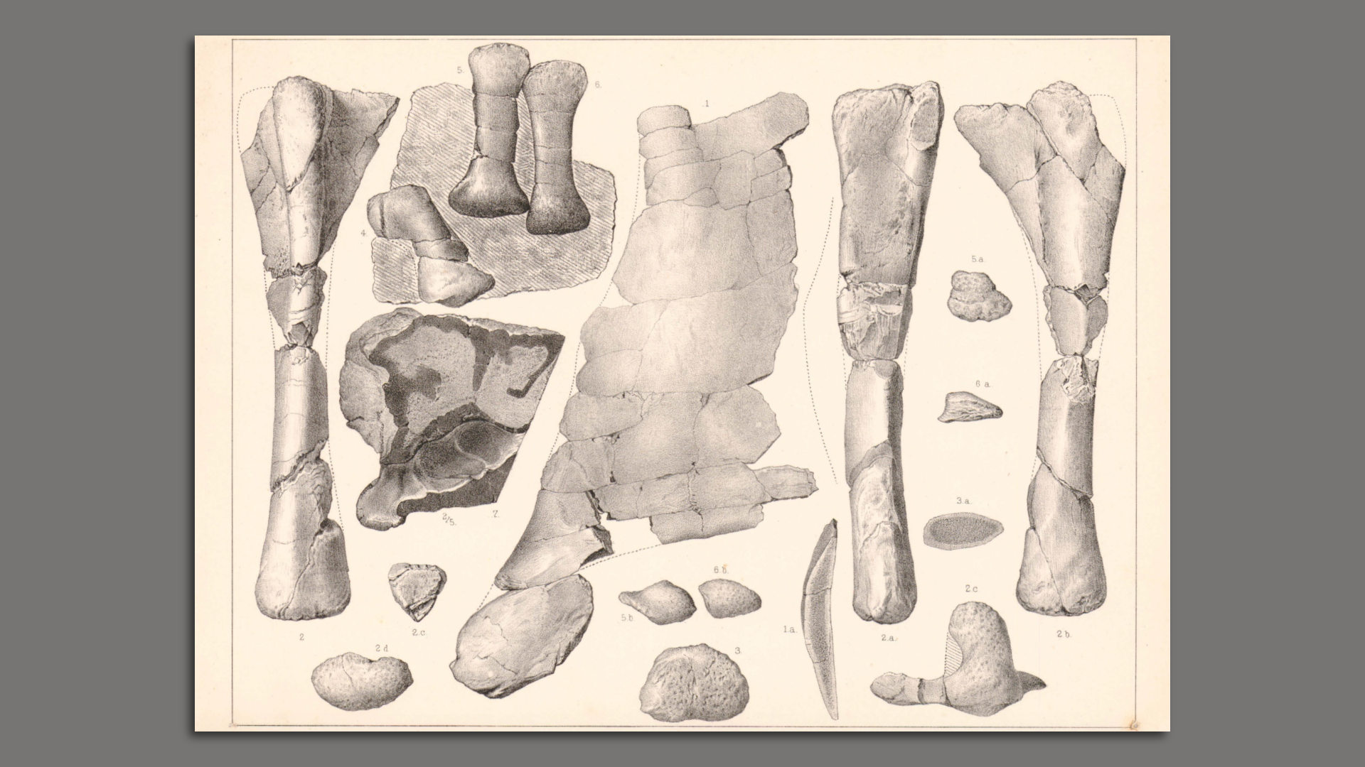 Old illustrations of dinosaur fossils from a lithographic plate