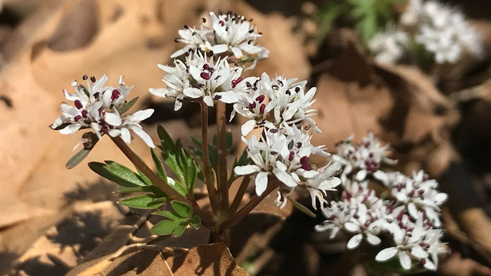 A harbinger-of-spring flower blooming, with white petals