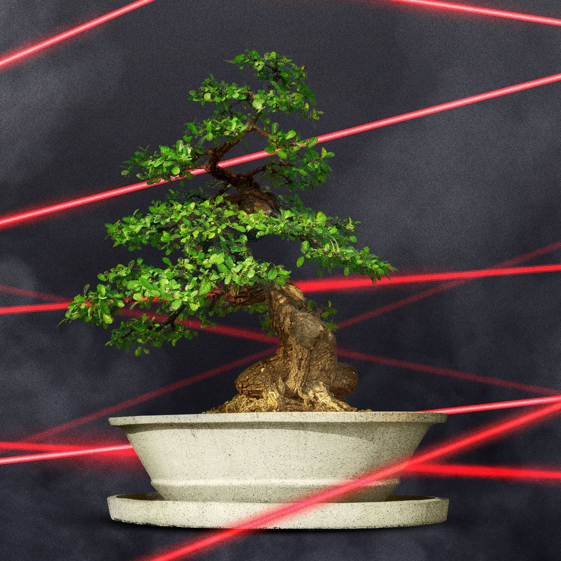 bonsai fagus Fagus sylvatica – Bonsai winkel