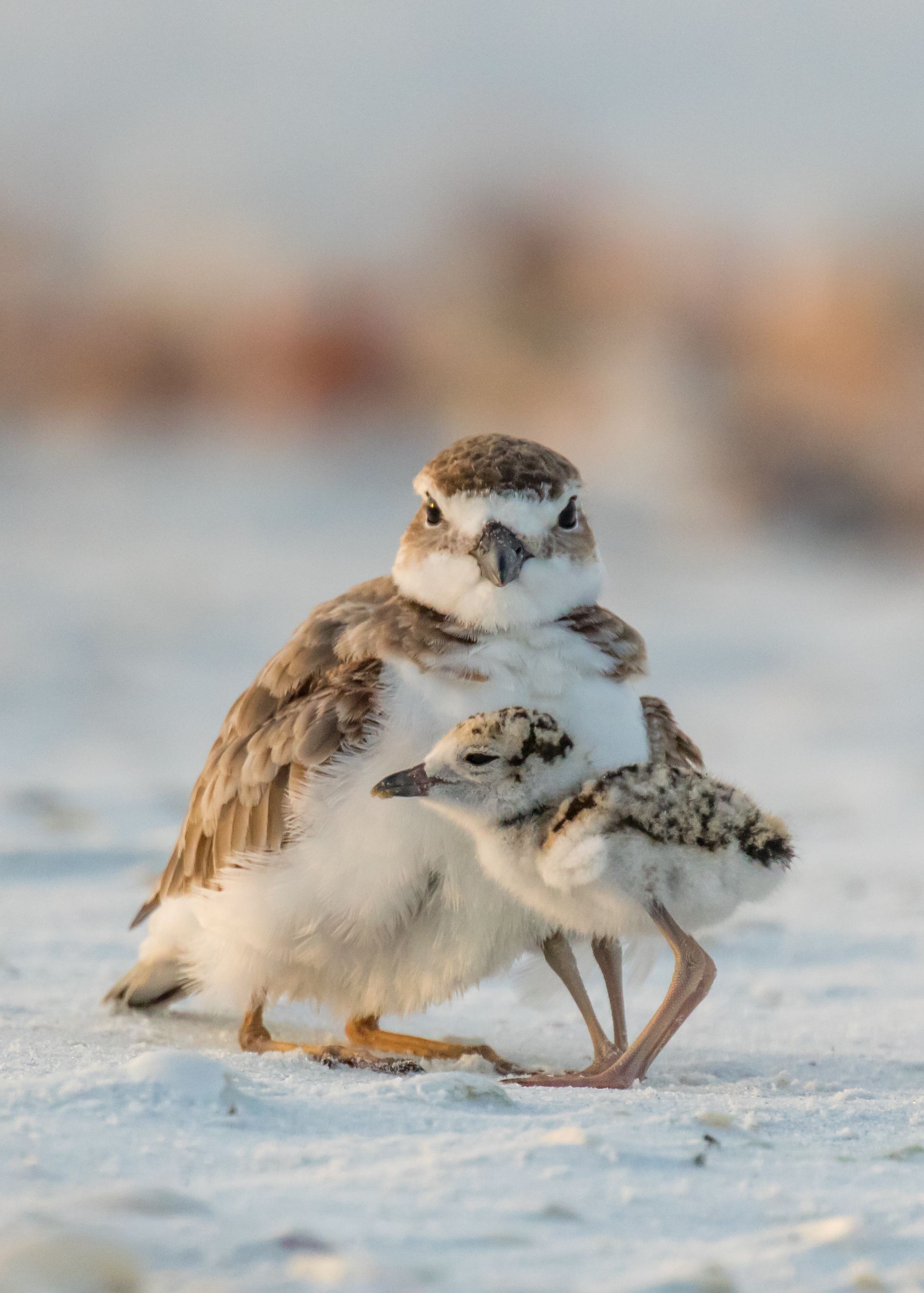 An adult shorebird with brown and white plumage stands on sand with two fluffy chicks. A softly blurred pastel background creates a calm, beachy scene.