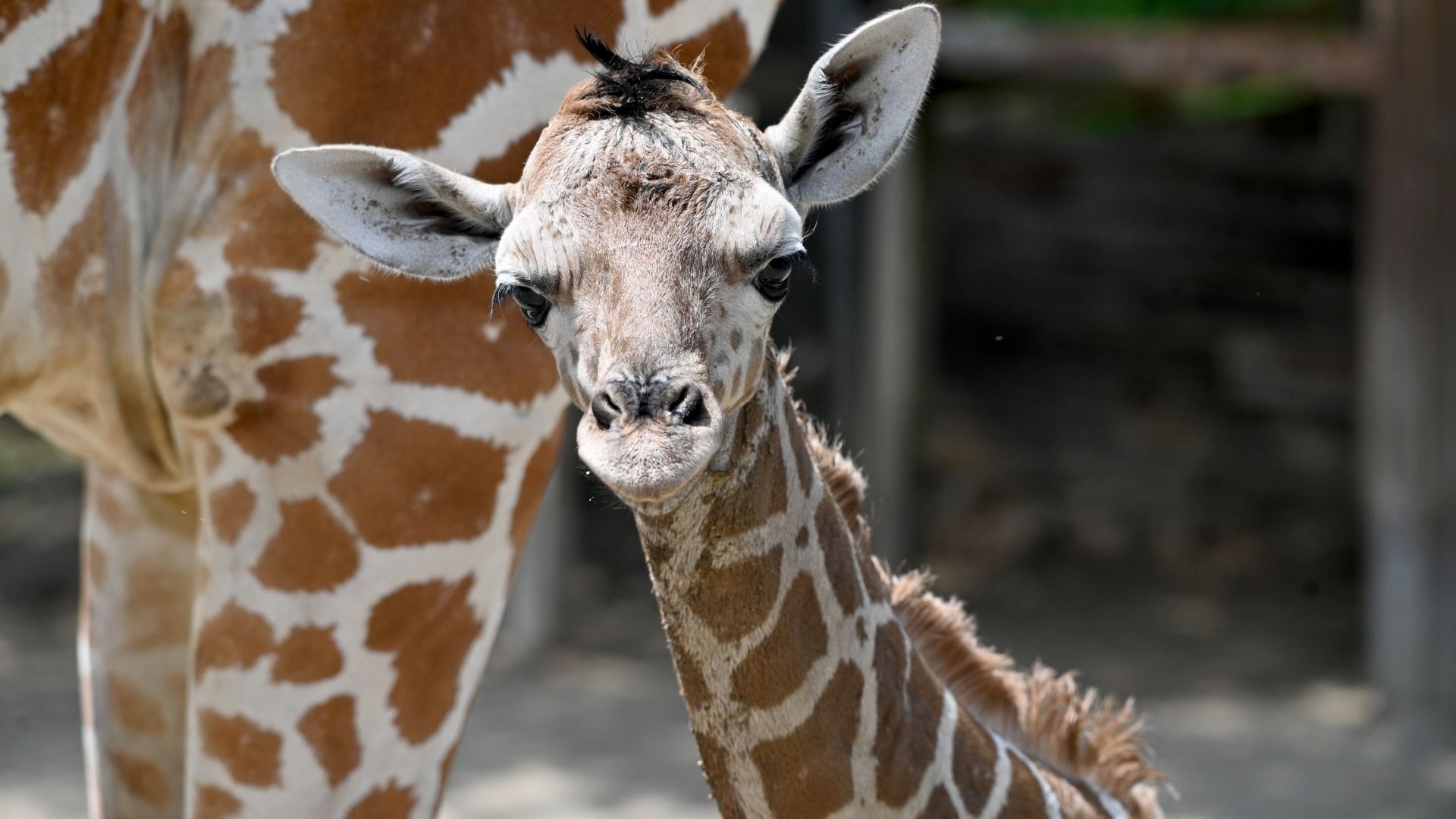 Close-up of a young giraffe beside a taller mother. The calf has a brown and white patchy coat, long neck and large ears; blurred barn background.