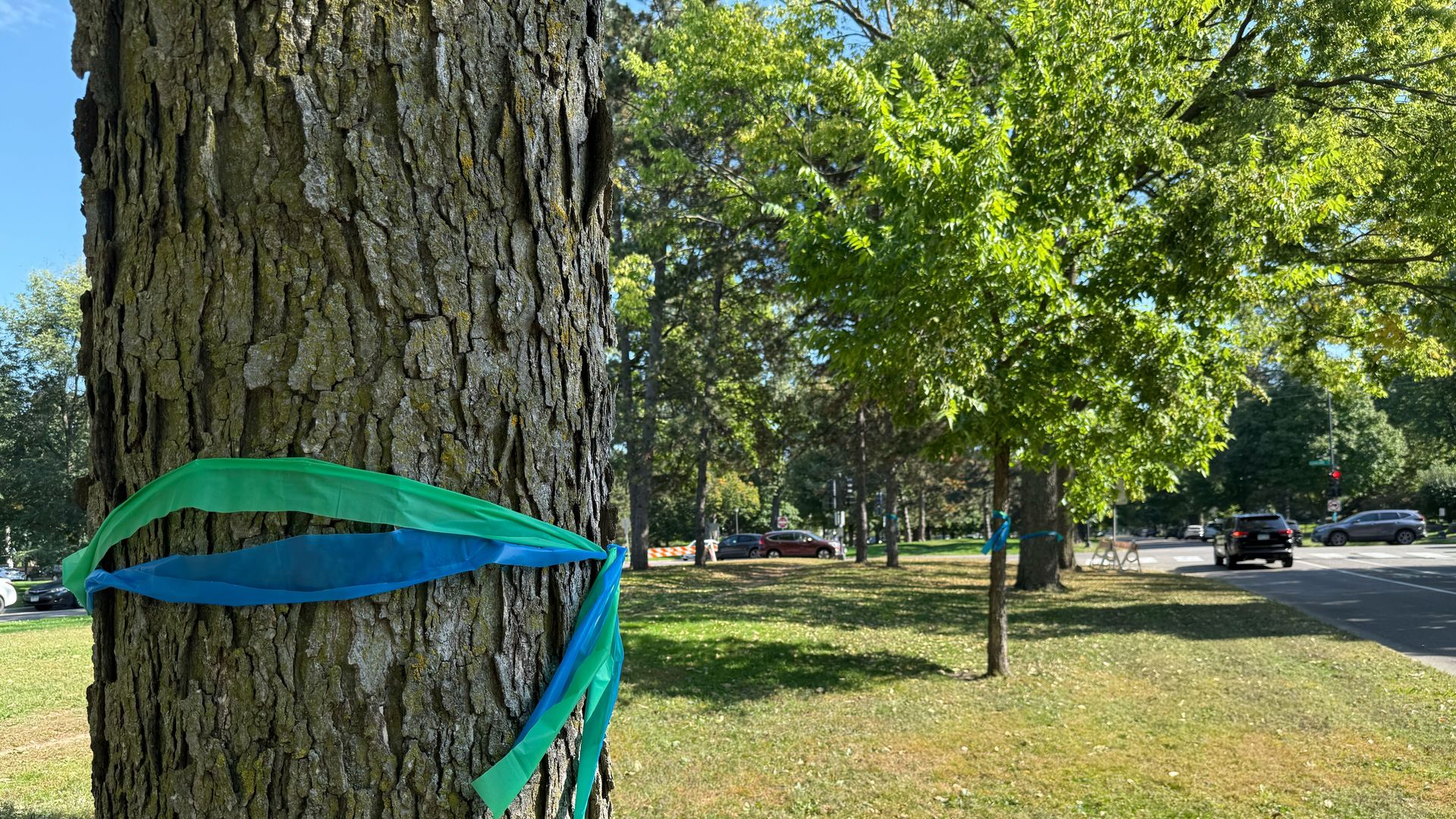 Green and blue ribbons tied around a large tree trunk in grassy median with several trees and a road with cars in the background.