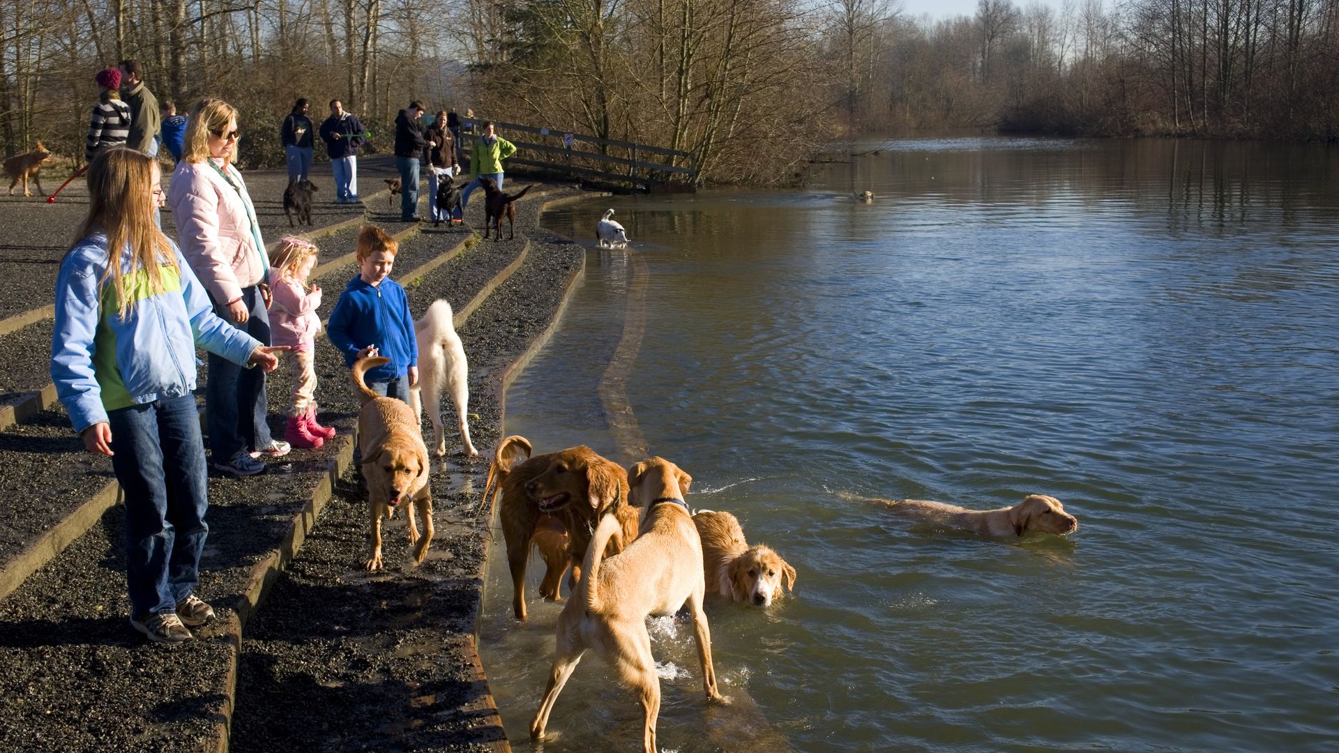 Dogs splash and swim in the Sammamish River at Marymoor Park's off-leash area, while their owners soak in the scenic riverside views.