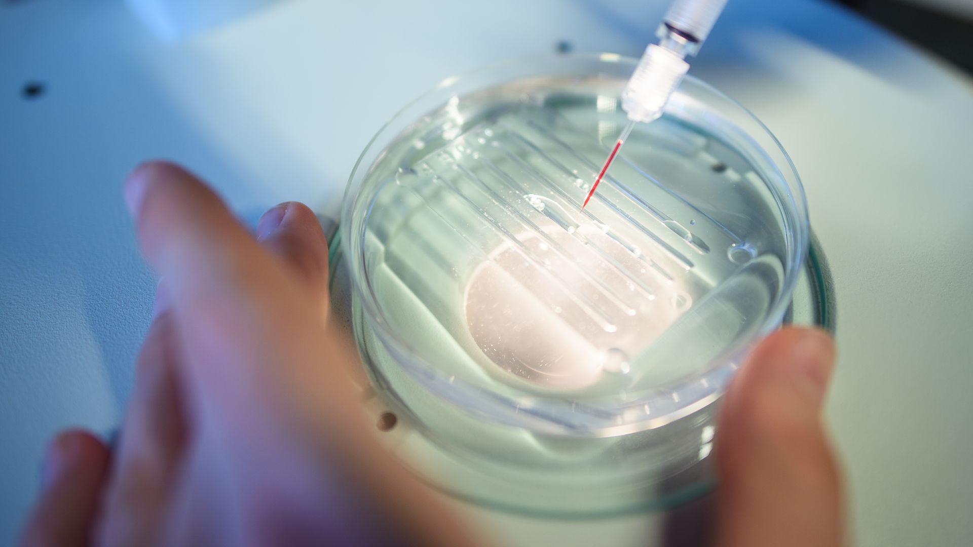 Photo of CRISPR-Cas9 culture being done in a lab