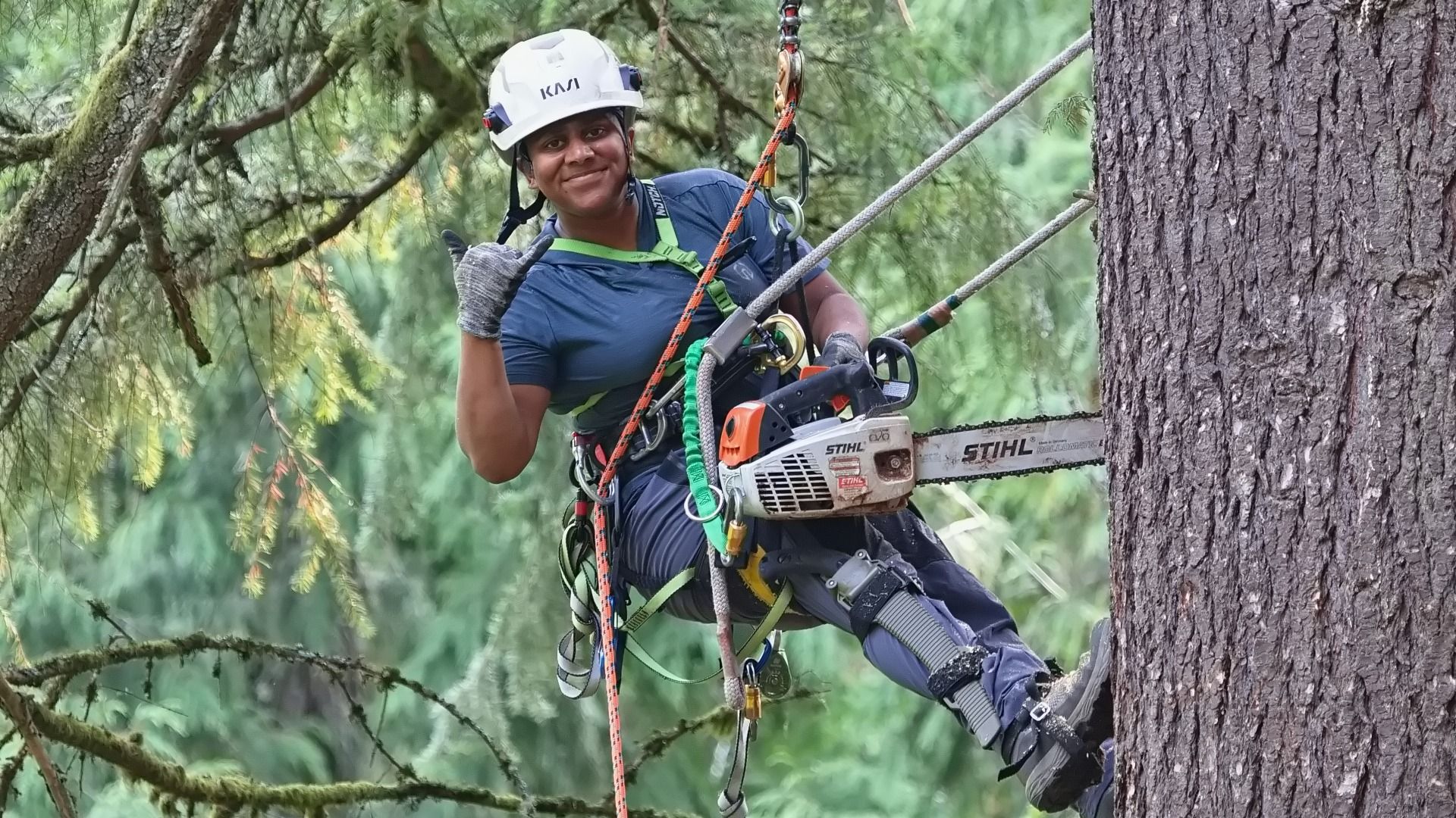Person in climbing gear and helmet holding a Stihl chainsaw, suspended on ropes while working on a large tree in a forest, making a hand gesture and smiling.