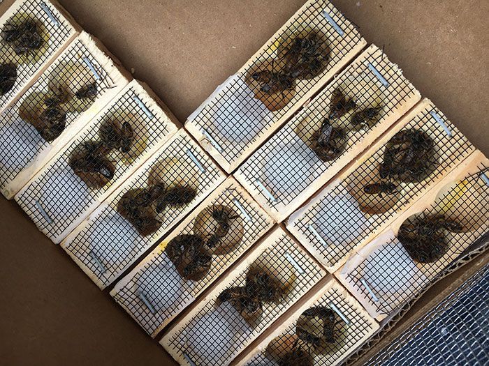 Herb's Honey bees