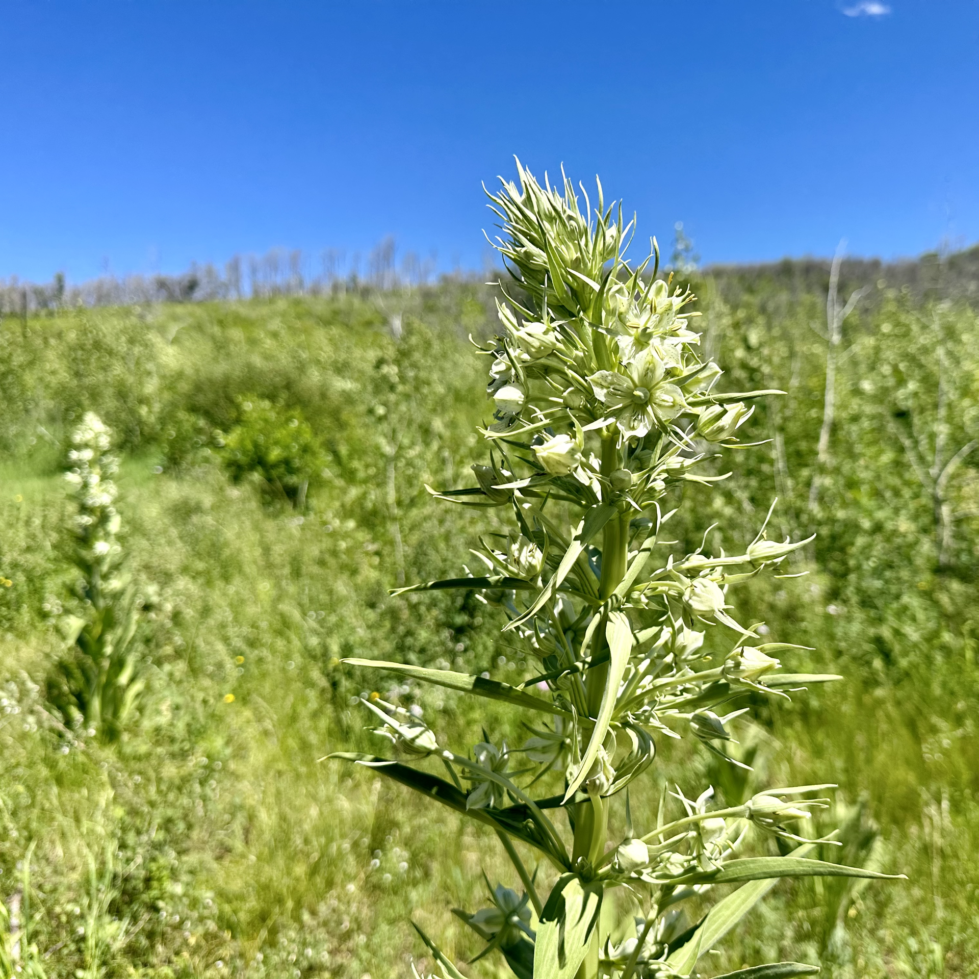 riesen-palmlilie pflege Yucca elephantipes - Riesen-Palmlilie - Yuccapalme