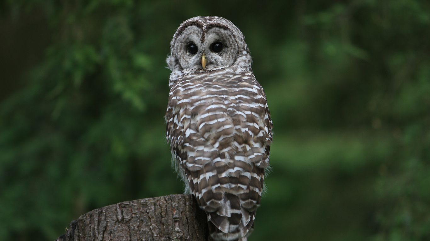 New study sounds alarm for northern spotted owls