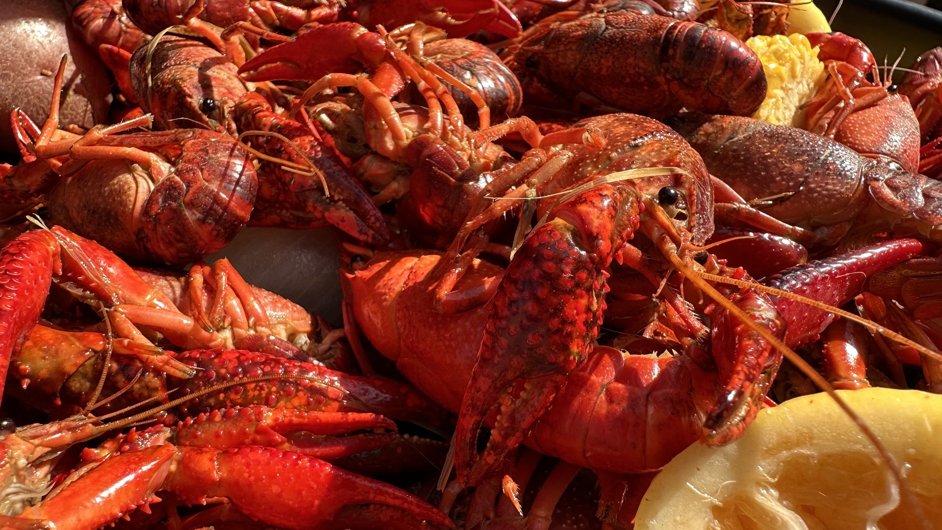 A pile of boiled crawfish, lemons, potatoes and garlic are ready to eat on a tray