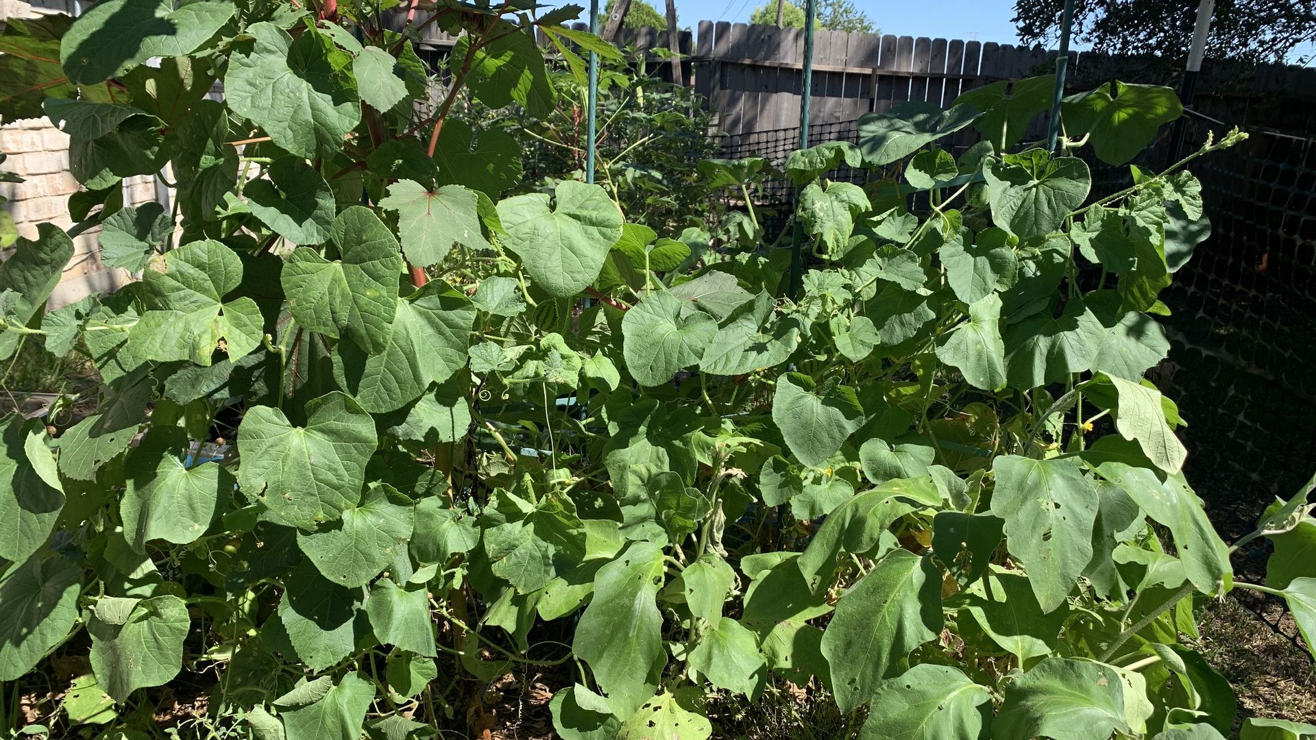 My out-of-control garden is still producing cucumbers, okra, peppers, and eggplants. Photo: Shafaq/Axios