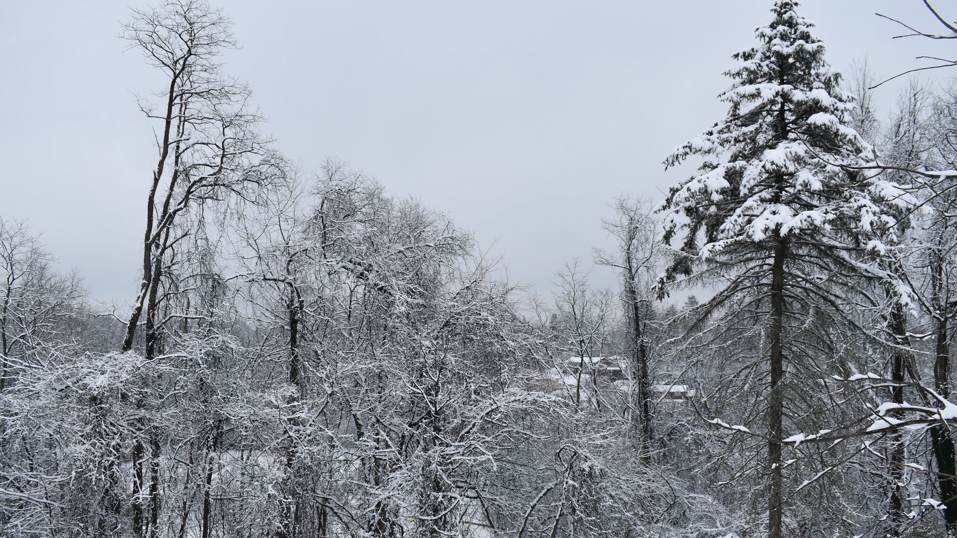 Snow-covered trees and bushes in a winter landscape under an overcast gray sky, with some houses barely visible in the background.