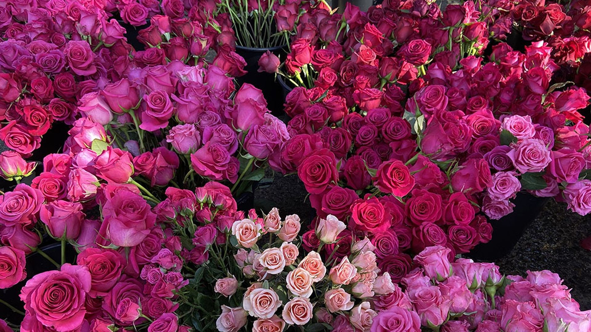 A dense arrangement of roses in shades of pink, from light pastel to deep magenta, highlighting their layered petals and green stems against a dark background.