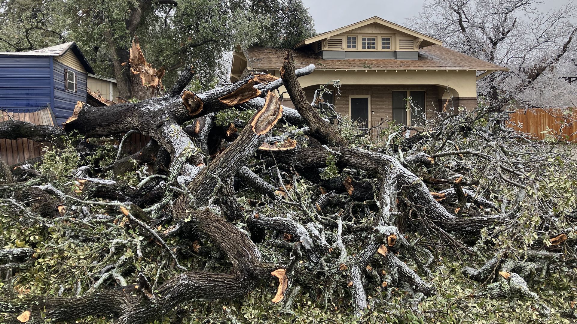 A rubble of live oak branches.
