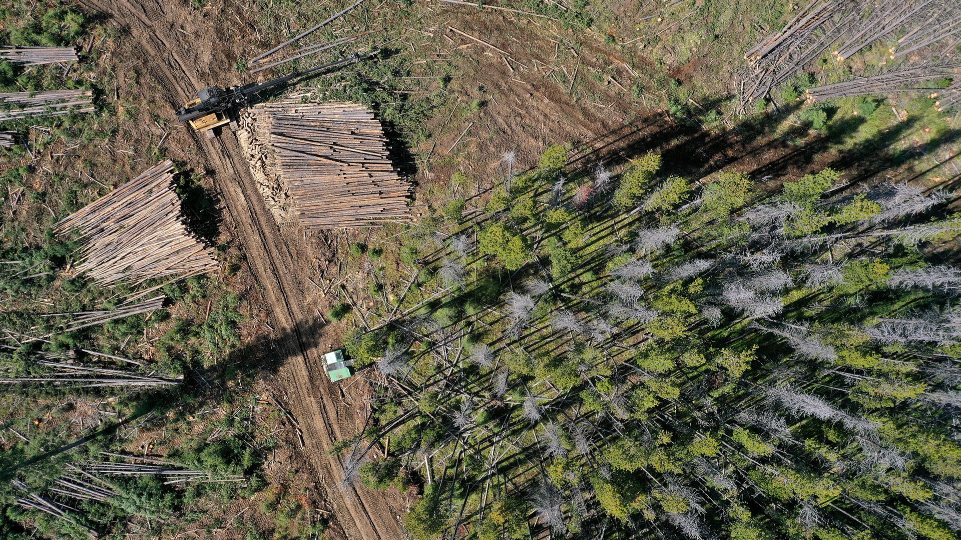 A birds eye view of trees being cut down
