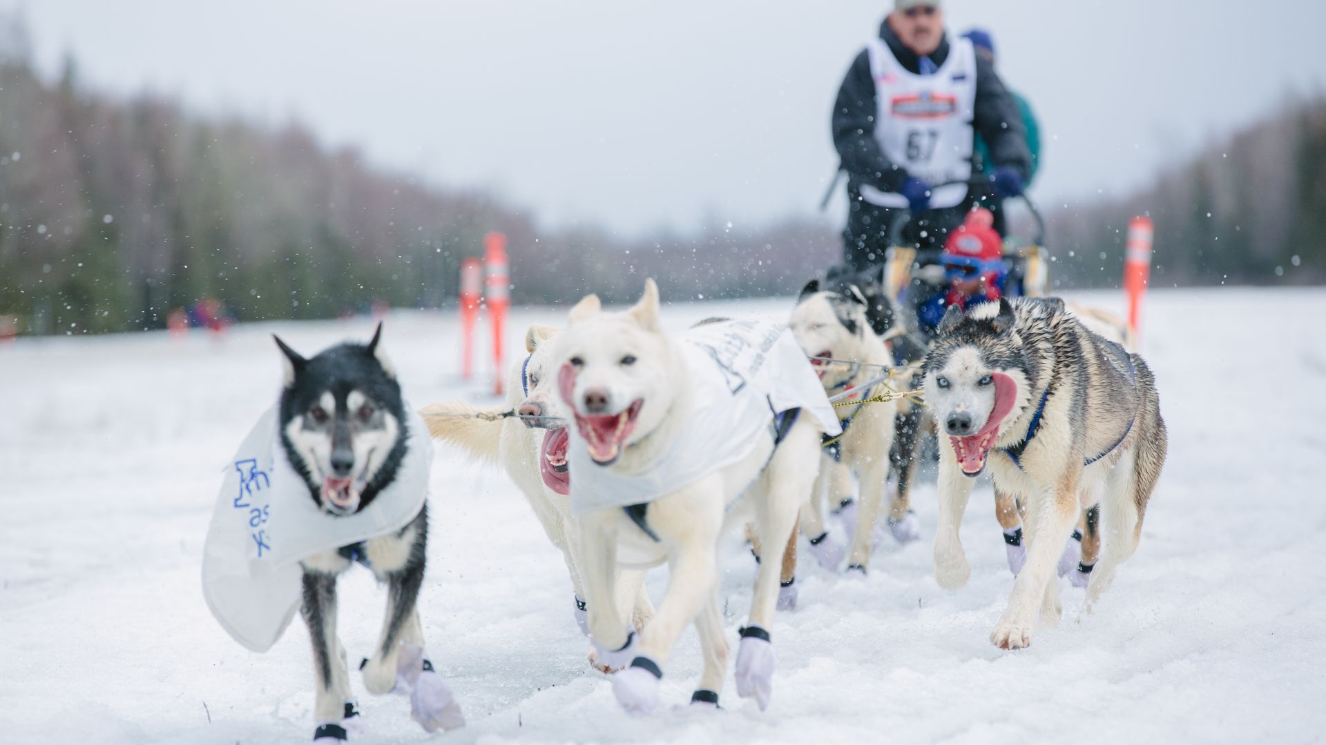 Photo of dogs pulling a sled on snow