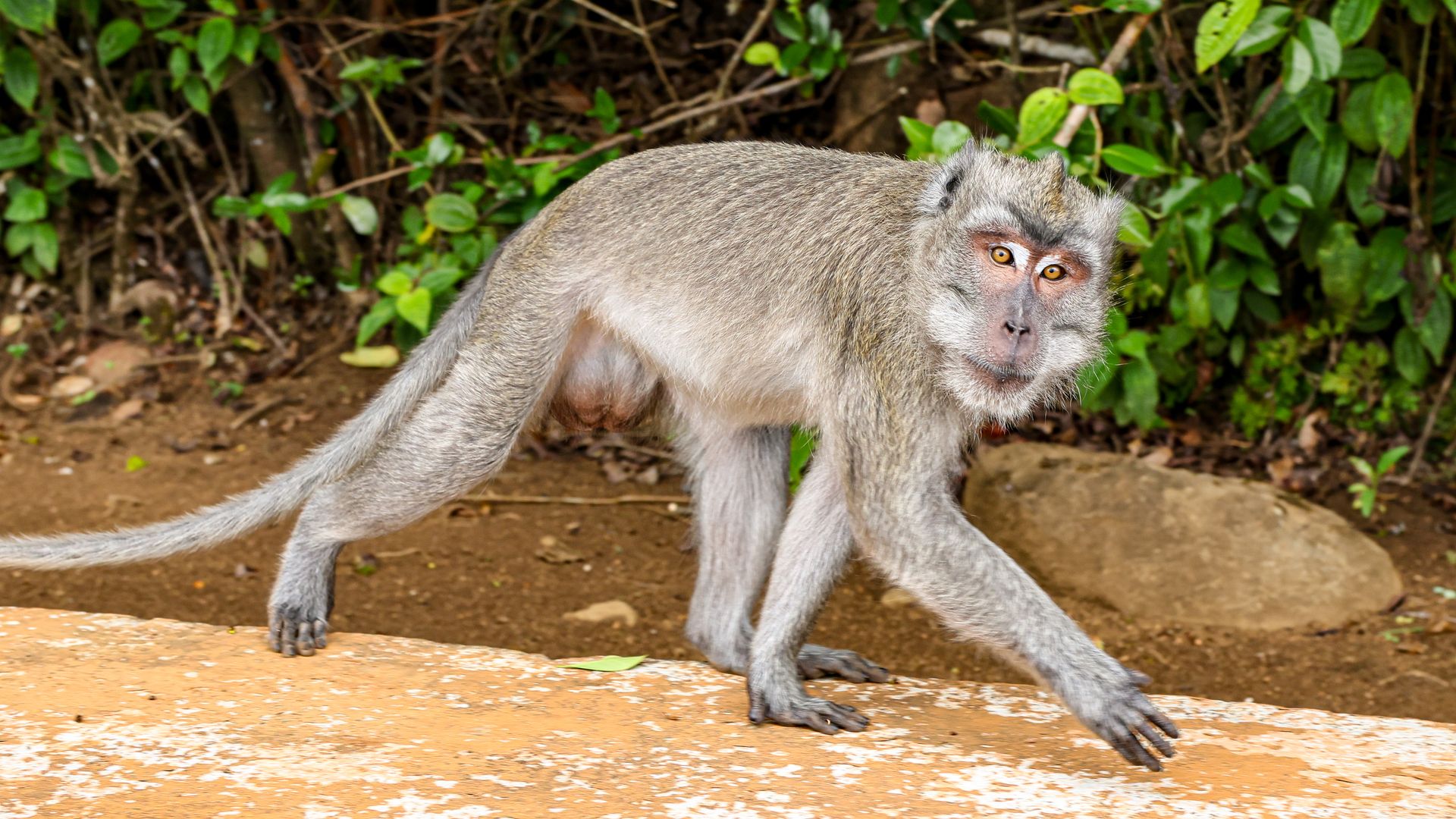 GRAND BASSIN, MAURITIUS - NOVEMBER 18: A crab-eating macaque walks along a ledge near the sacred lake at Grand Bassin, also known as Ganga Talao on November 18, 2025 in Grand Bassin, Mauritius. (Photo by Lyvans Boolaky/Getty Images)
