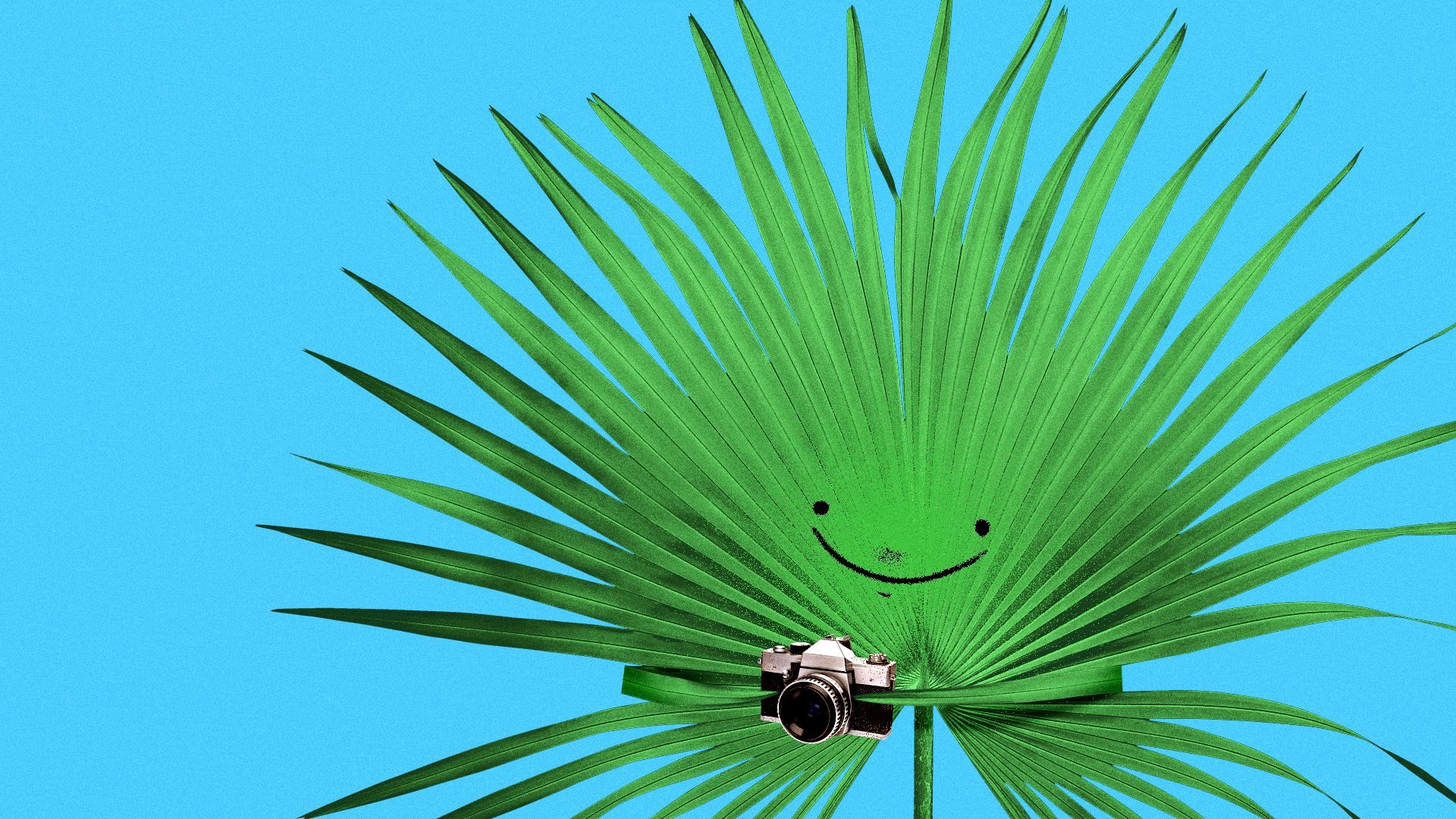 Illustration of a smiling palm frond holding an old-fashioned camera. 