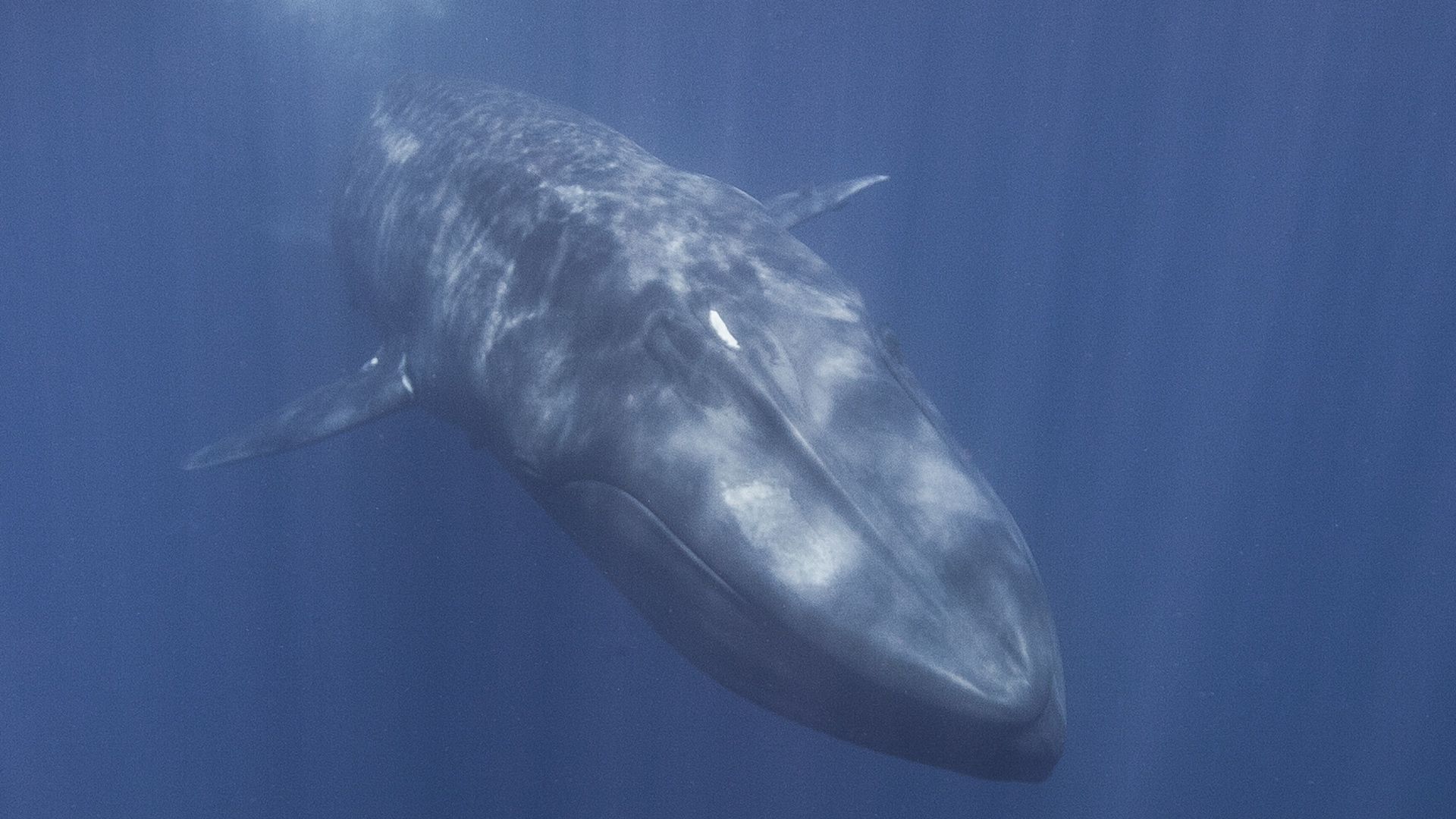A baby blue whale nursing captured off the South Coast of Sri Lanka.