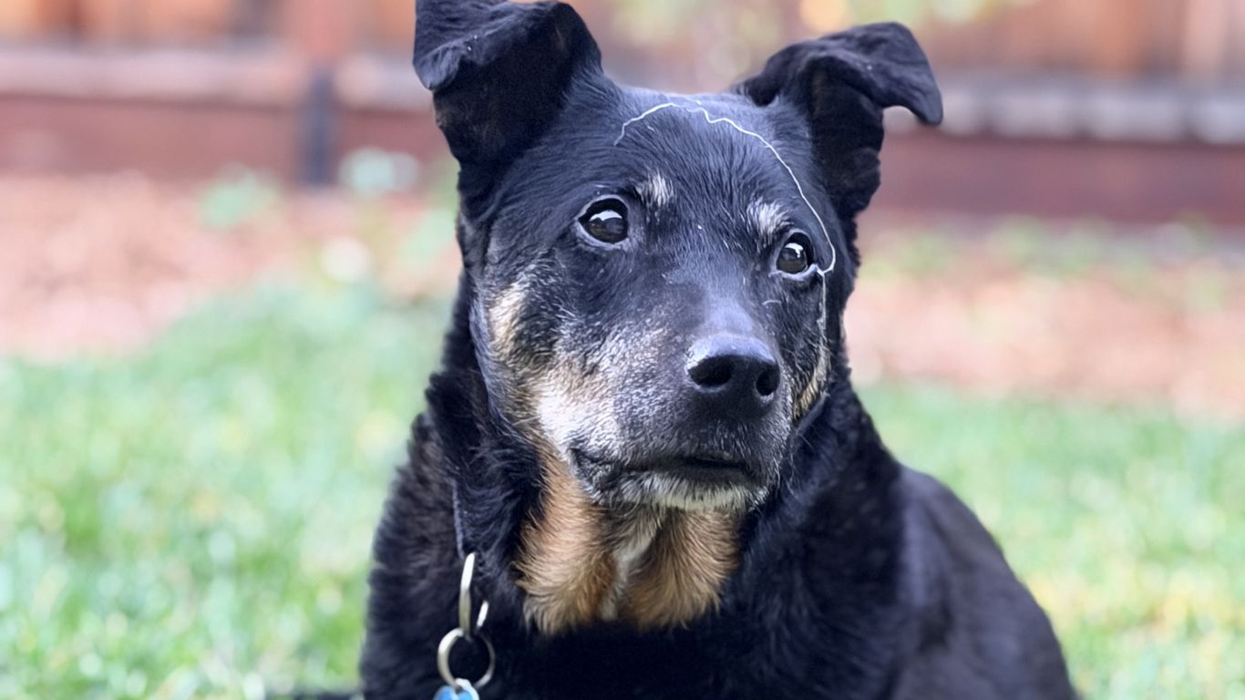 Pets of SF: Bonita