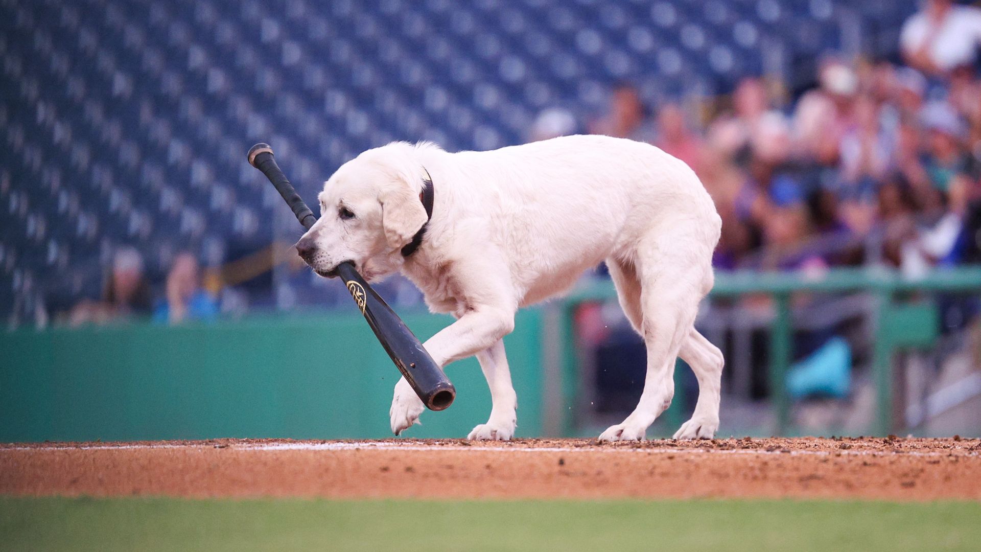 A yellow lab with light, almost white, fur with a black bat in its mouth walking across the orange clay dirt of a baseball field.