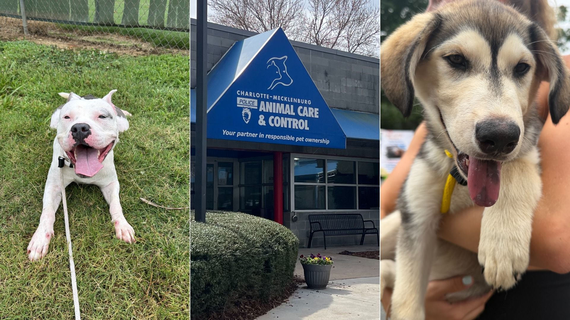 Three-panel collage: left a white dog with pink nose lying on grass; center a blue triangular sign reading "Charlotte-Mecklenburg Police Animal Care & Control"; right a close-up of a tan-gray dog with its tongue out.