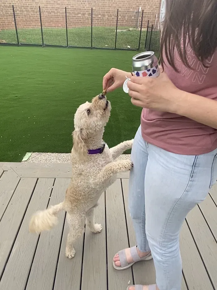 skiptown dog bar south end