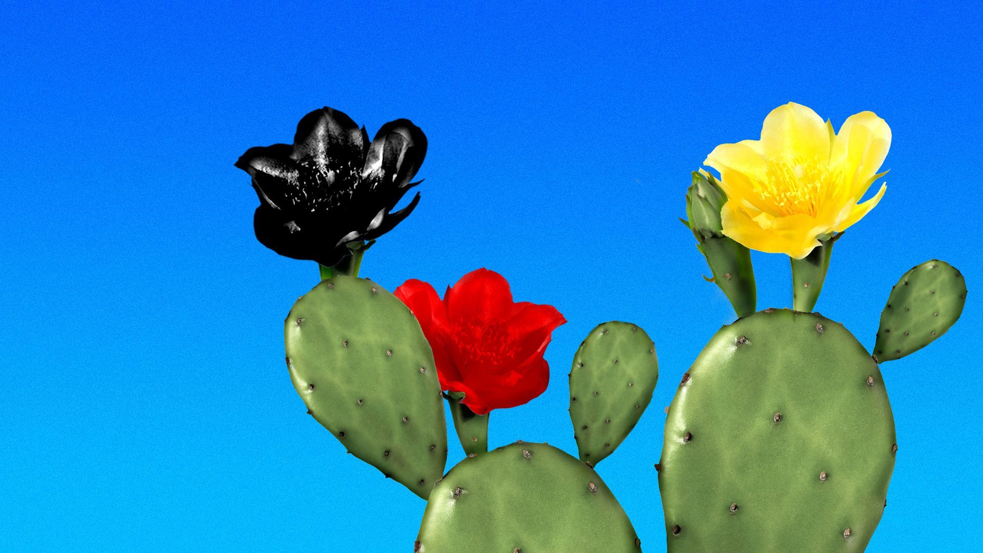 Illustration of a cactus with flowers in the shades of the German flag colors.