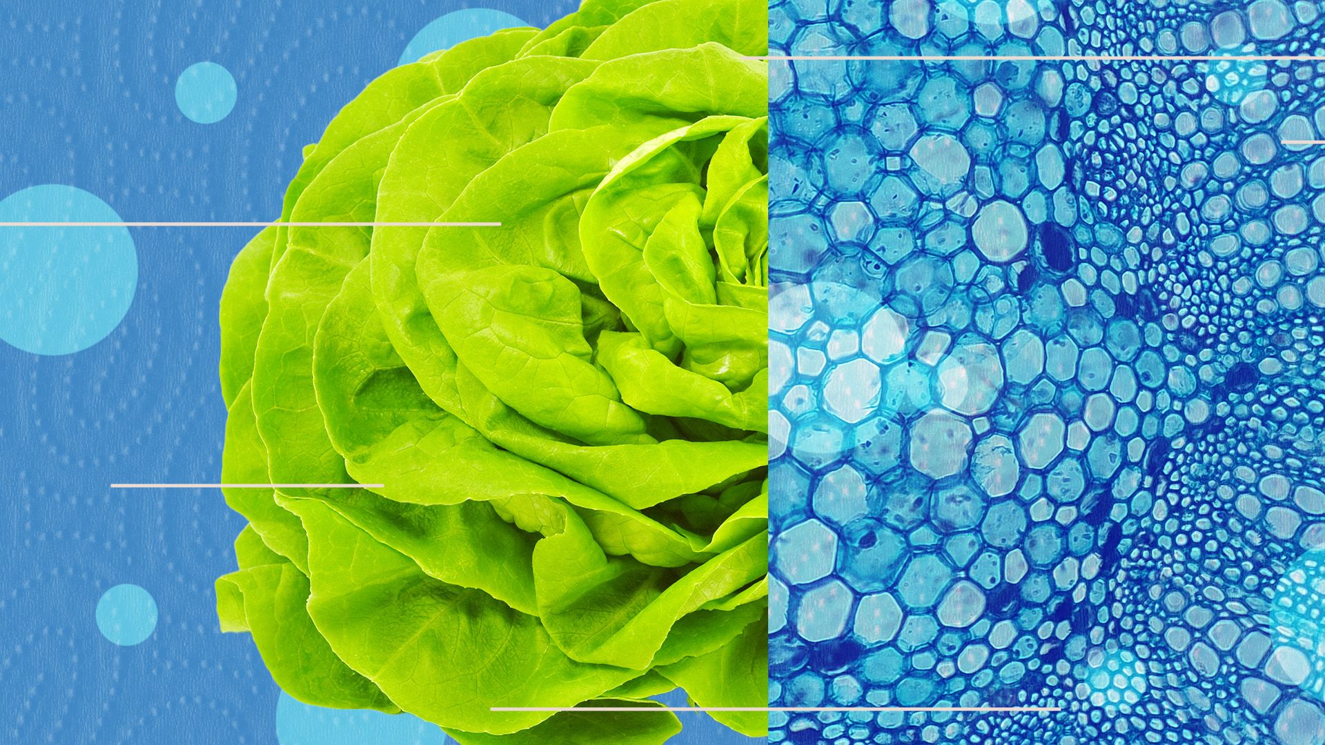 Illustrated collage of a head of lettuce on a textured background surrounded by abstract lines and microscopic cell imagery. 