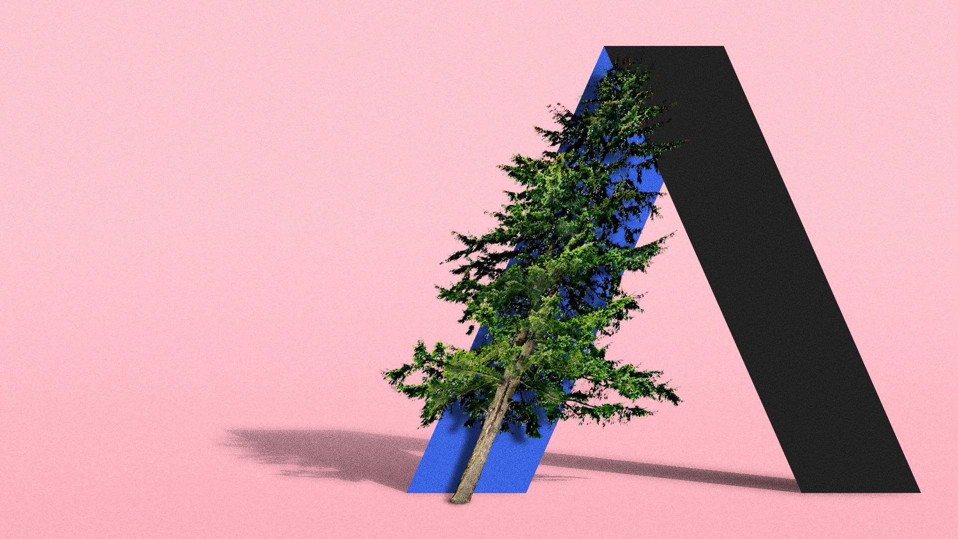 Illustration of a Douglas Fir leaning against the Axios logo. 