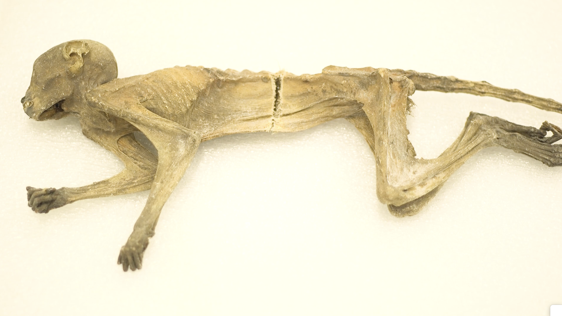A mummified monkey