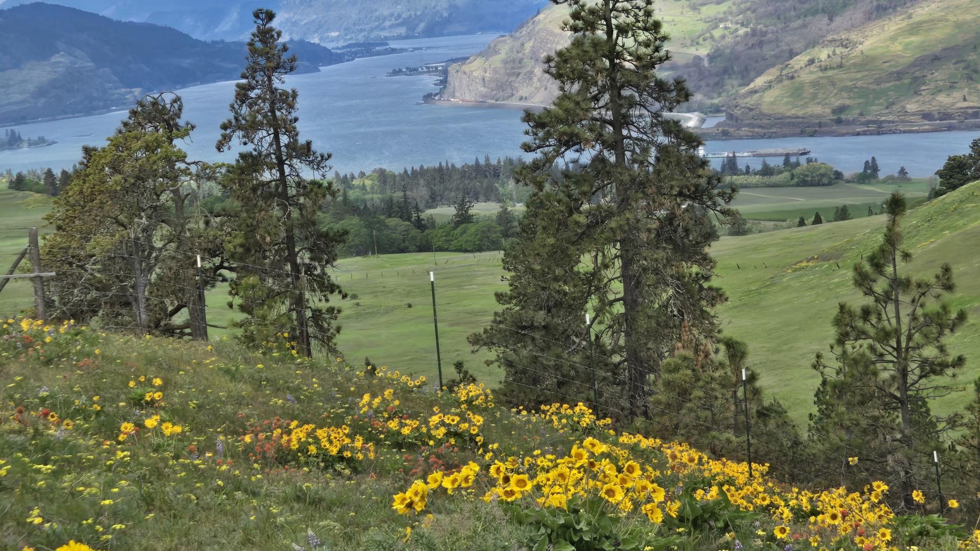 Panoramic hillside scene with yellow wildflowers in the foreground, evergreen trees, a winding road, a blue lake, and distant green mountains under a cloudy sky.