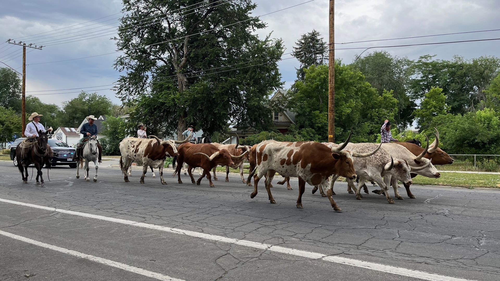 Cowboys on horseback lead a longhorn cattle drive across a city street, a brown-and-white herd moving together, with power lines, trees, and houses in a suburban neighborhood.