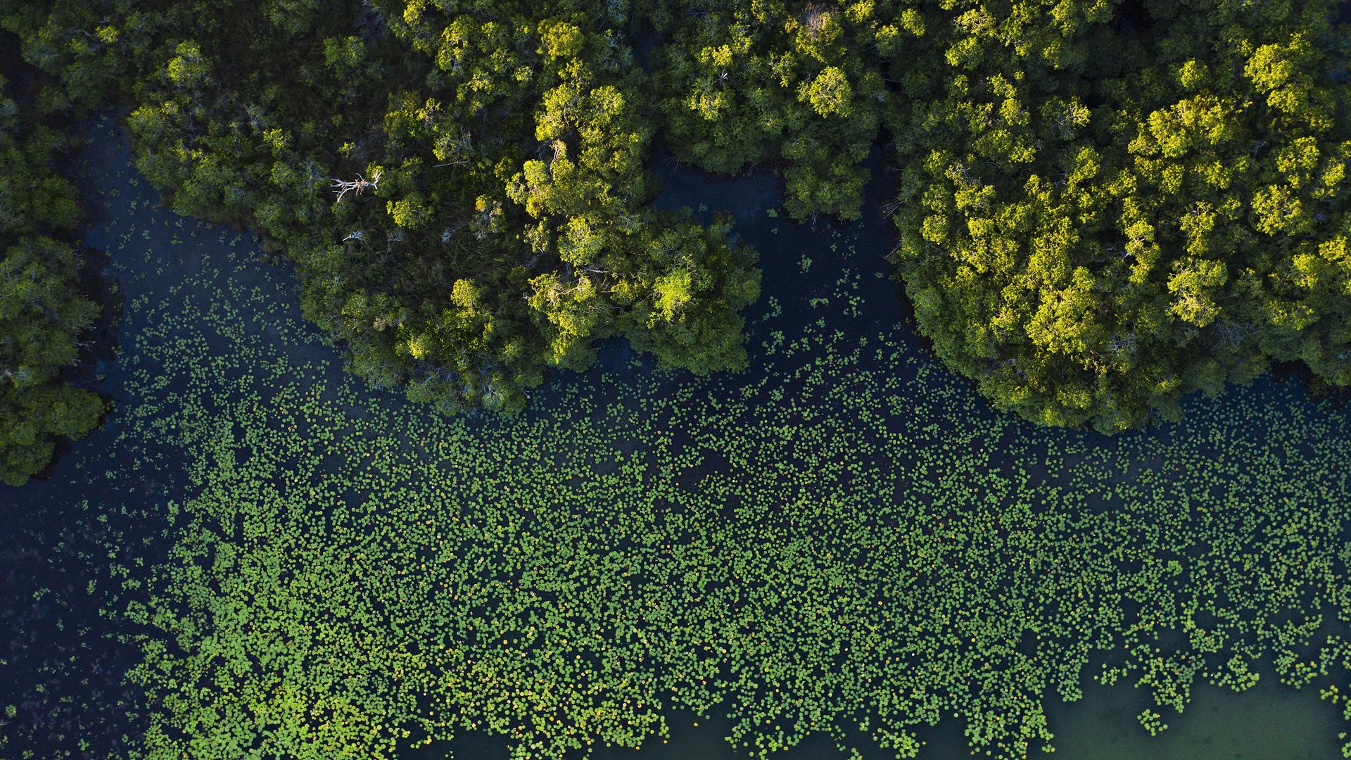 Aerial view of red mangrove forests along San Pedro Mártir River in Mexico.