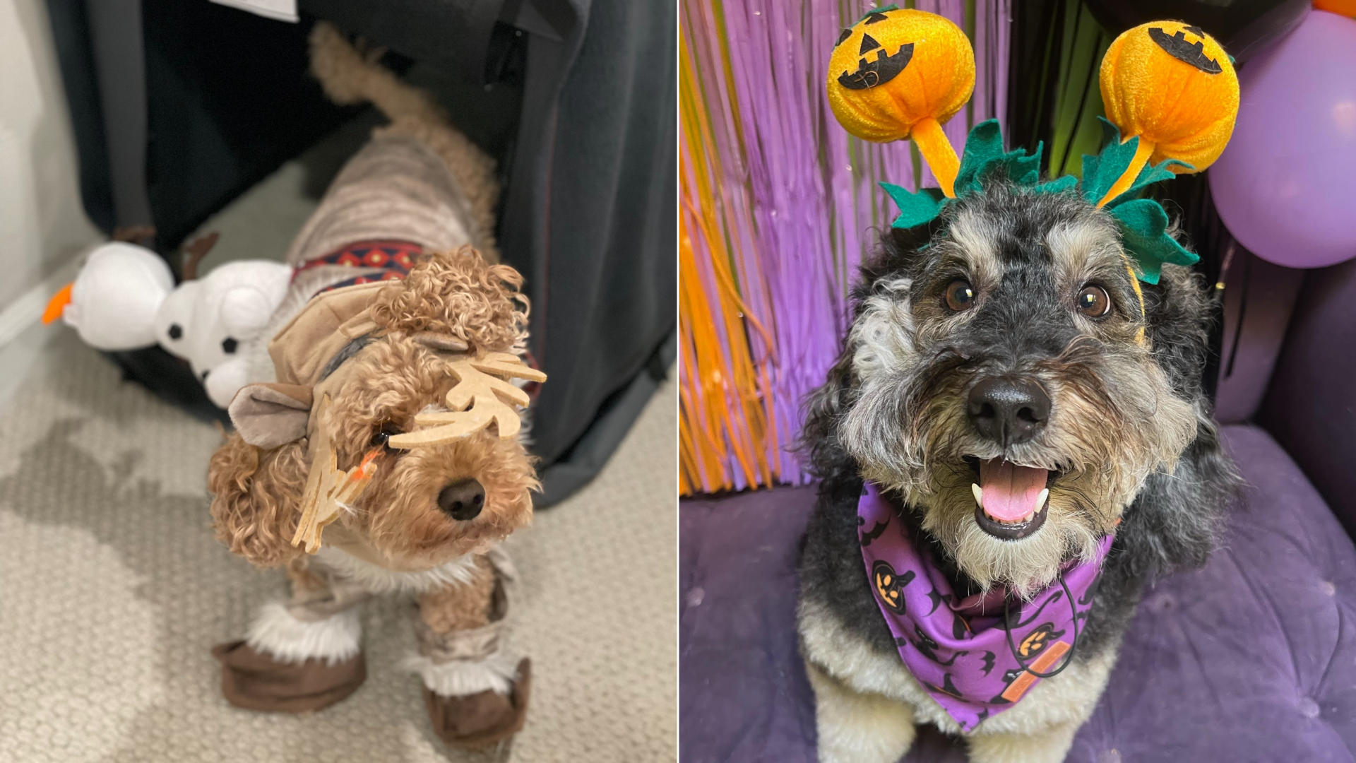 Two dogs in Halloween costumes, one is a reindeer and the other has a pumpkin headband.