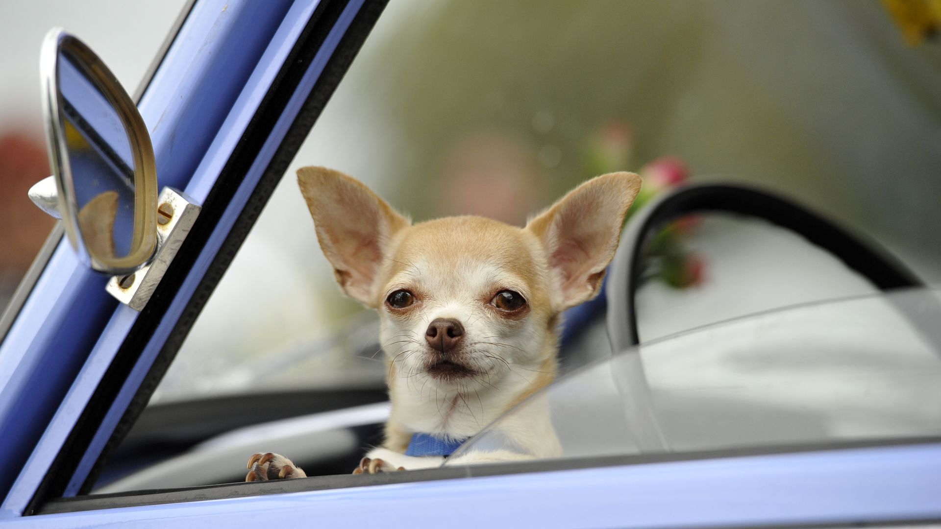 Small tan and white chihuahua with a blue collar sitting in the driver's seat of a light blue car, looking out the open window.