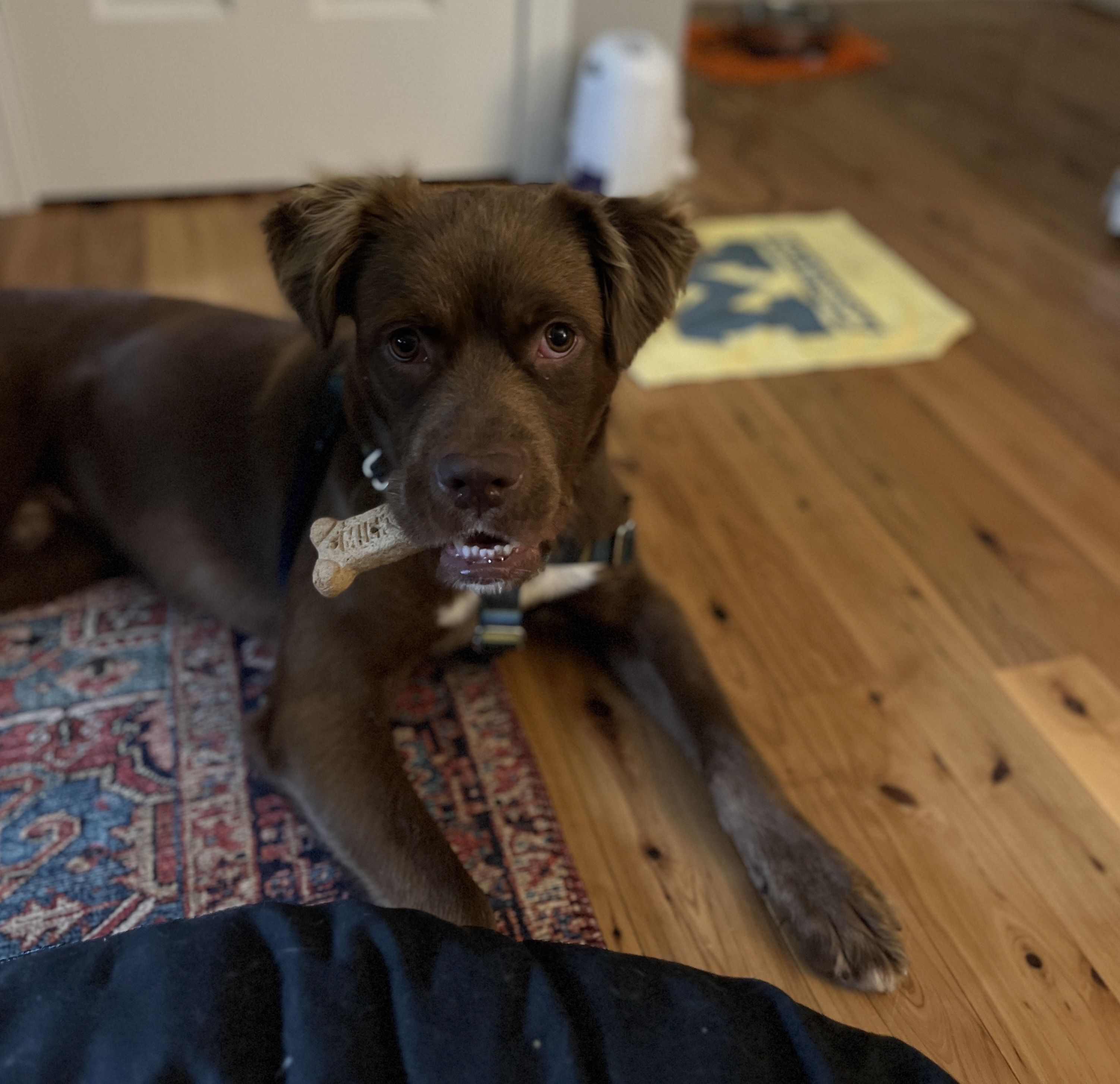 A brown dog with a bone in his mouth