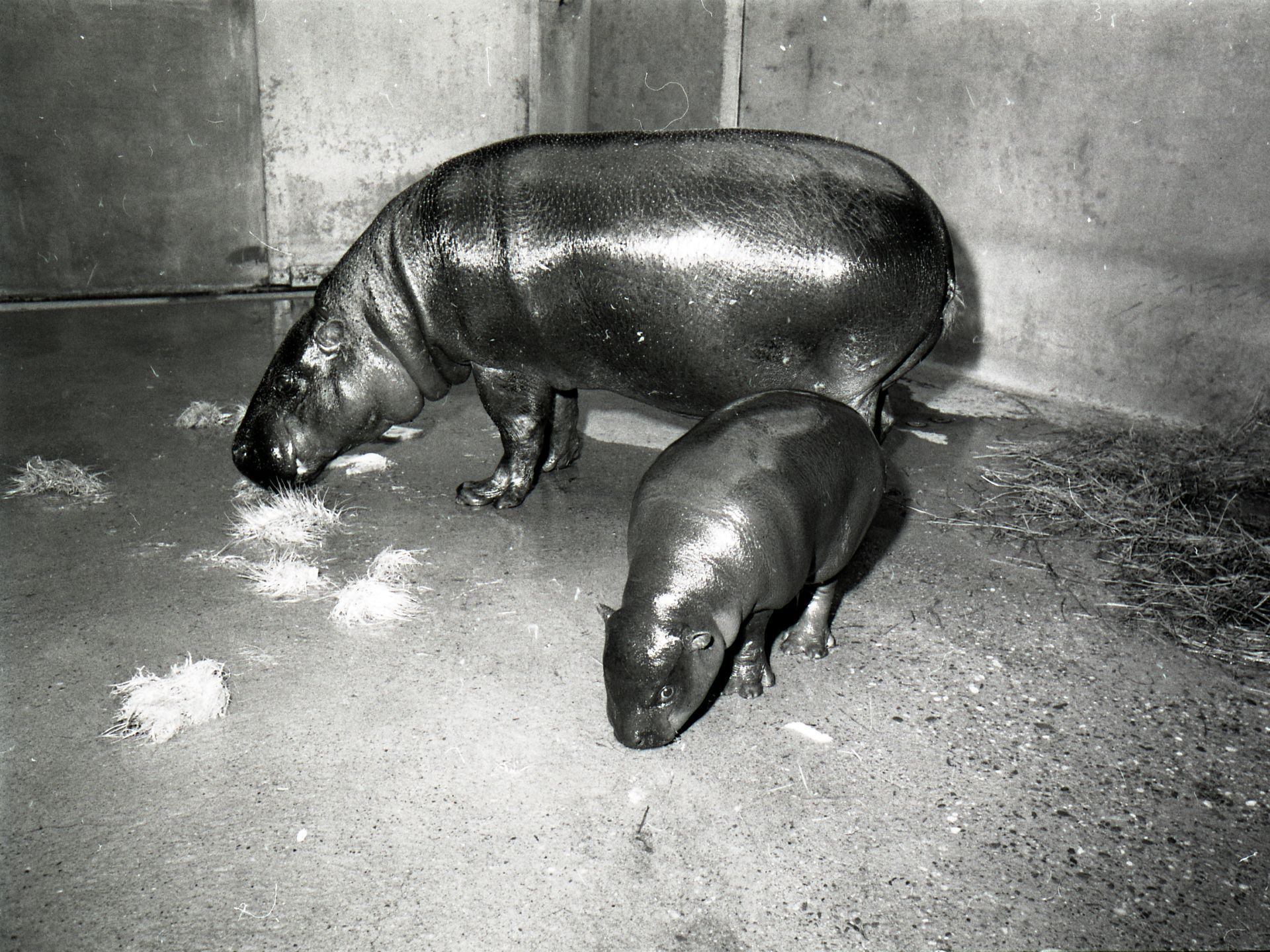 Before Moo Deng mania, a presidential pygmy hippo captured hearts