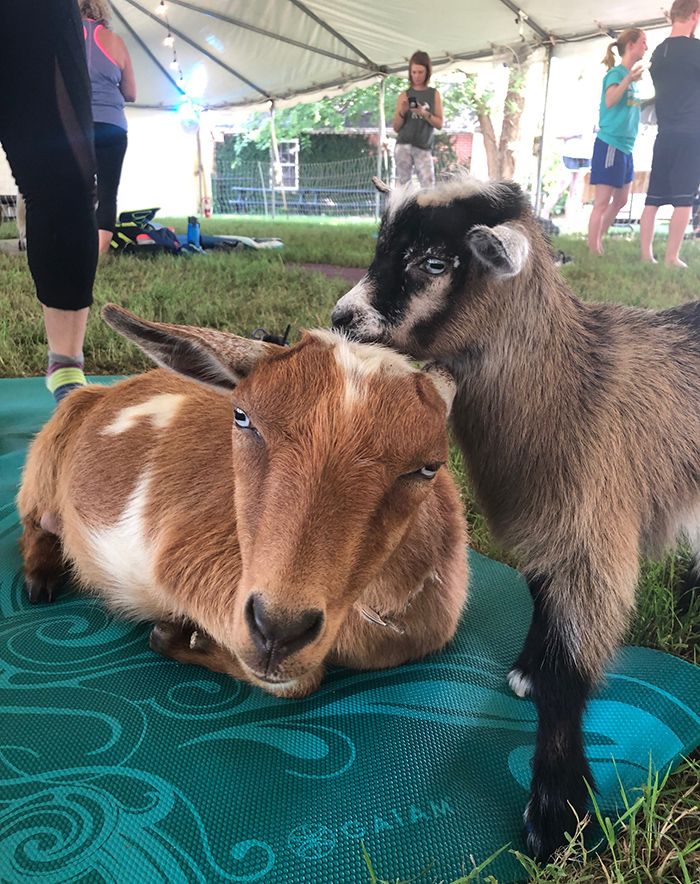 goats at goat yoga in charlotte nc