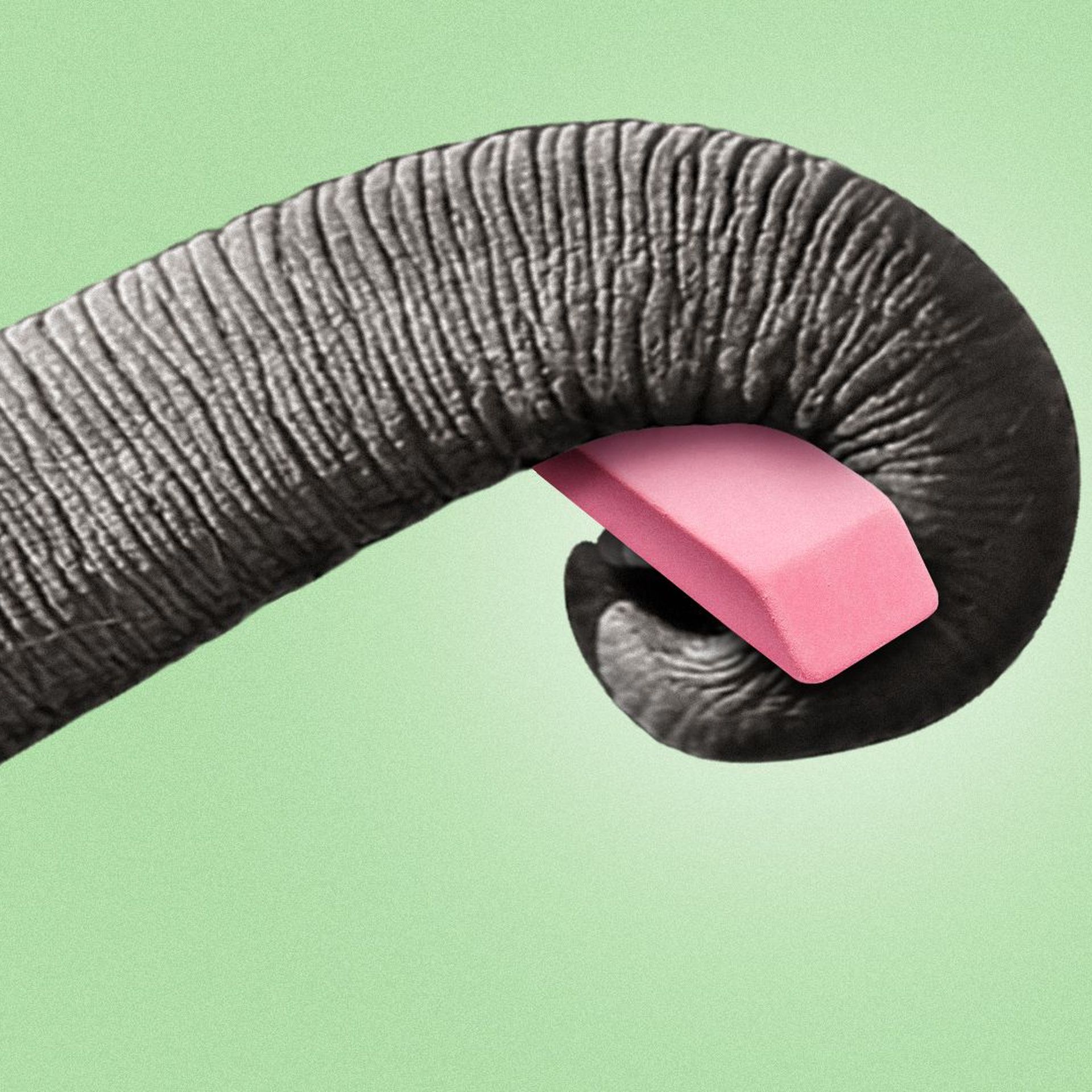 Illustration of an elephant trunk holding a pink rubber eraser.