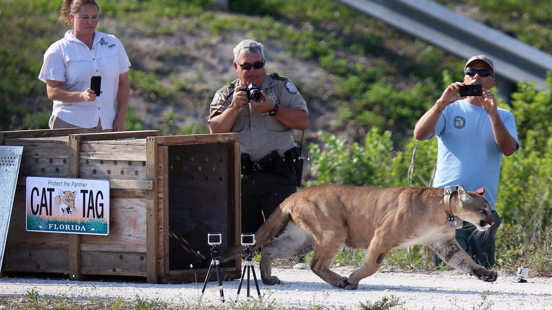 dead-florida-panther-found-in-hillsborough-county-could-be-sign-of