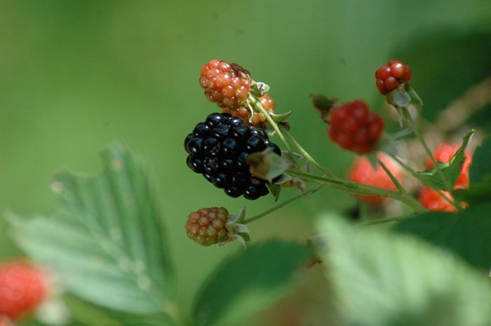 blackberries