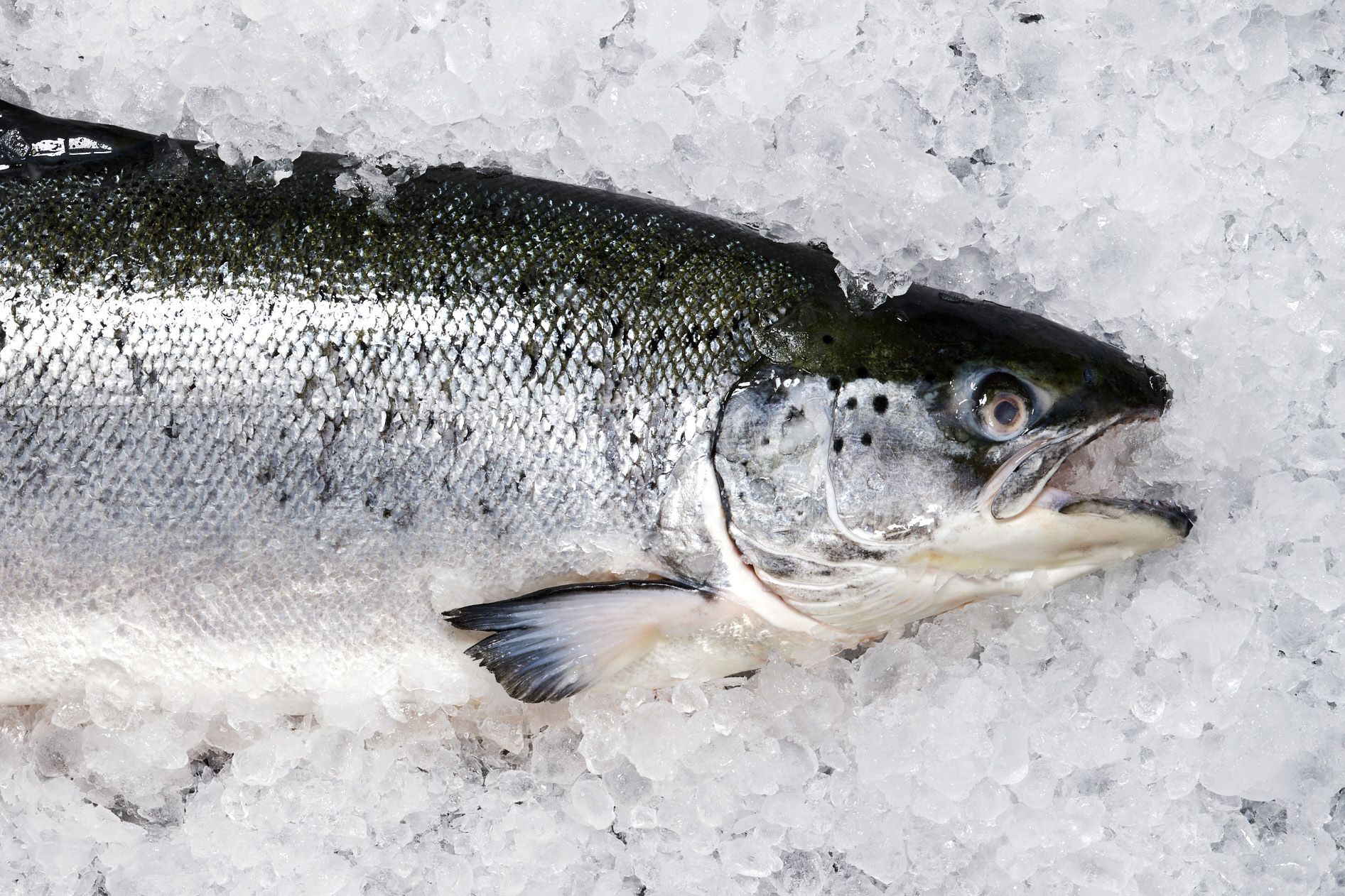 axios.com - Mike Allen - 5-year probe by a journalistic nonprofit: 'Dirty secret behind the farmed fish you eat'