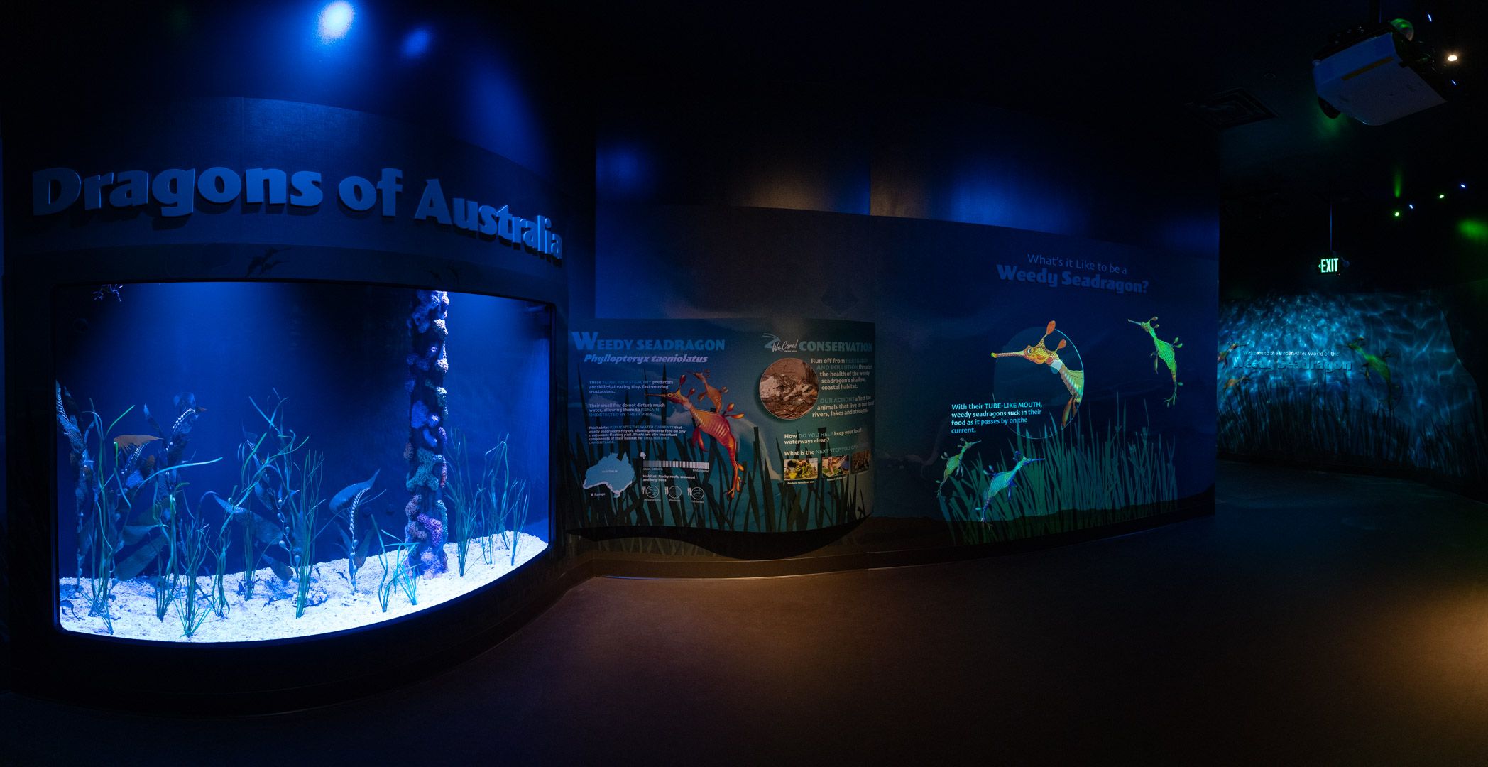 The zoo's new weedy seadragon exhibit, with an aquarium to the left and illustrated educational displays to the right