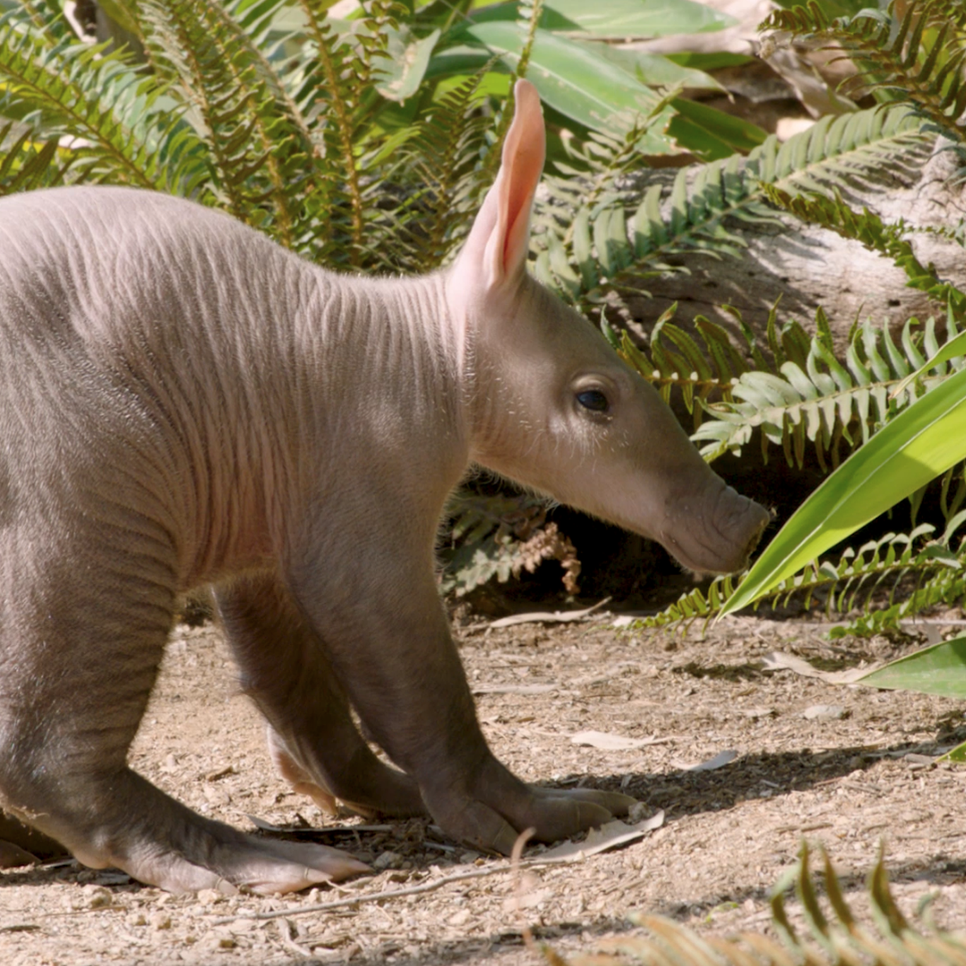 【Deram Nova】Aardvark / Aardvark 1727374594096.png