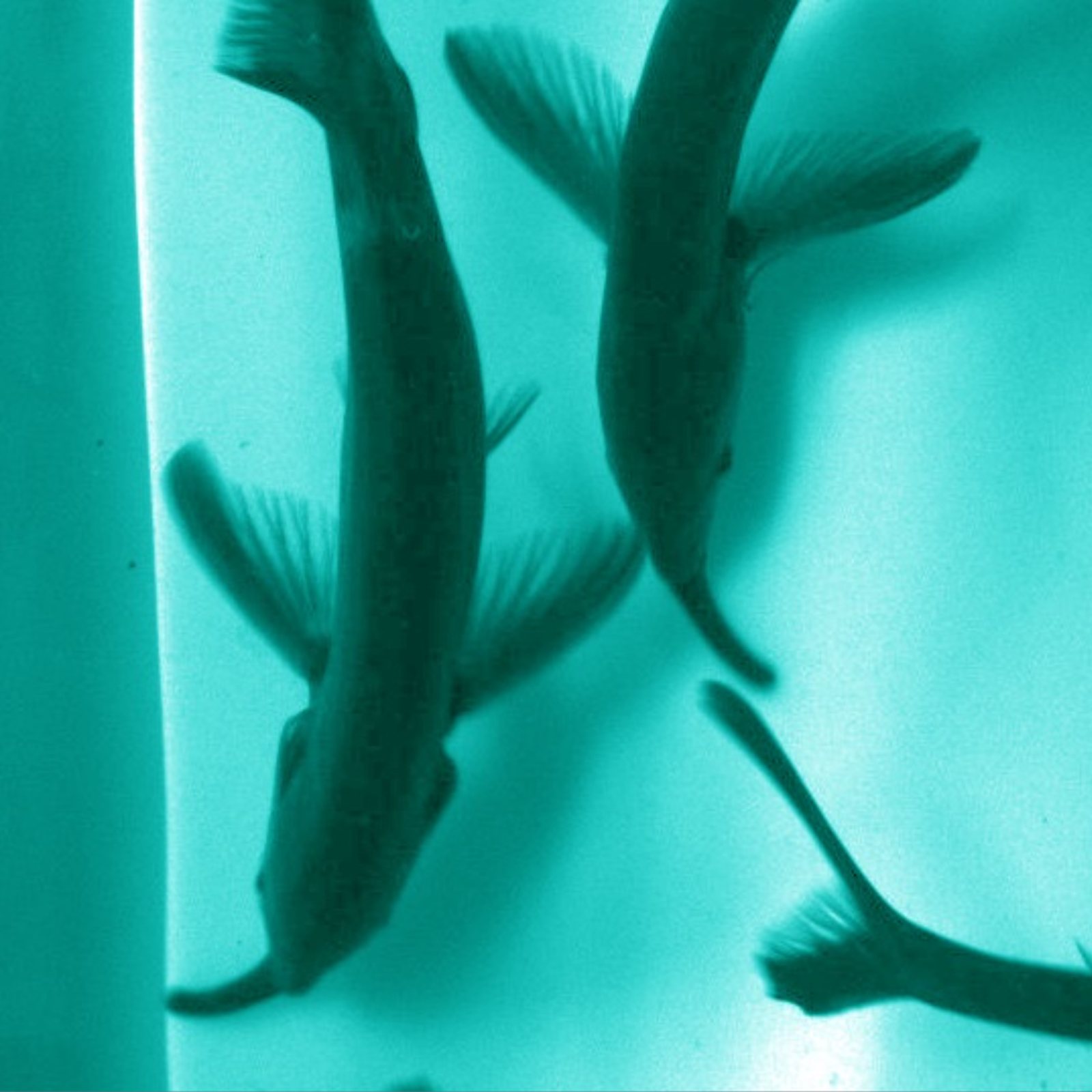 Electric fish exploit signals from their peers to hunt